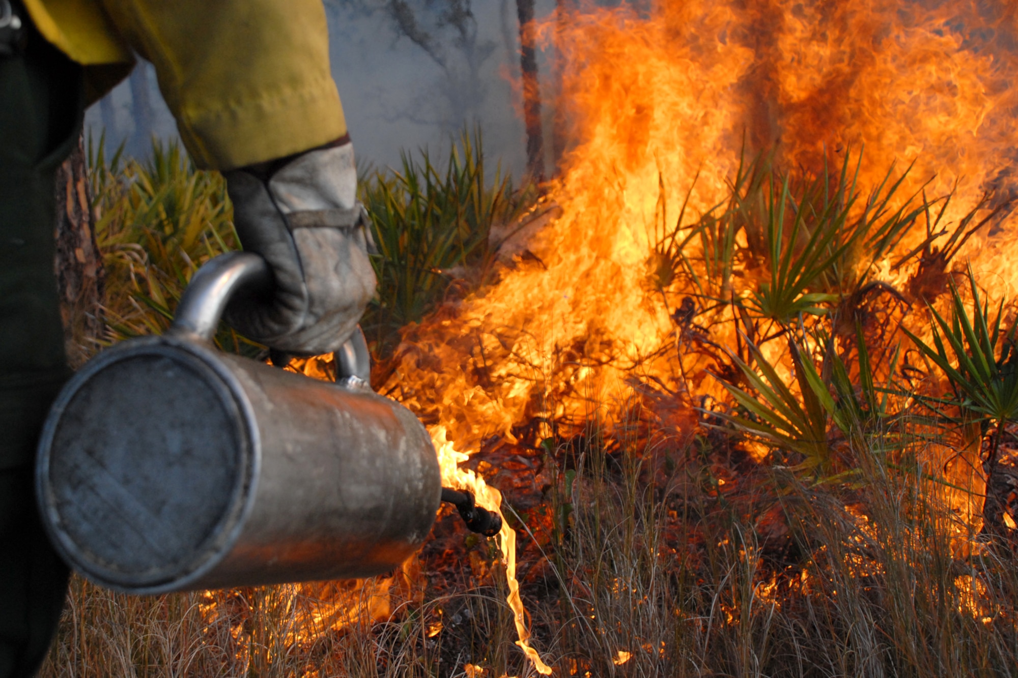 EGLIN AIR FORCE BASE, Fla. -- David Grimm, a Jackson Guard forestry technician and wildland fire specialist, uses a fire drip can to start a fire line during a prescribed burn at White Point, an 85-acre recreation area on the Choctawhatchee Bay Jan. 29. Many native plants and animal species depend on Eglin's fire-dependent long-leaf pine ecosystem, 11 of which are federally protected. Endangered species such as the red-cockaded woodpecker, depend on fire that is typically caused by either lightning strikes or Eglin's resident fire managers to survive. As of the 2008 control burn season, Jackson Guard's five-year average is 73,000 acres burned annually. (U.S. Air Force Photo/ Staff Sgt. Mike Meares)