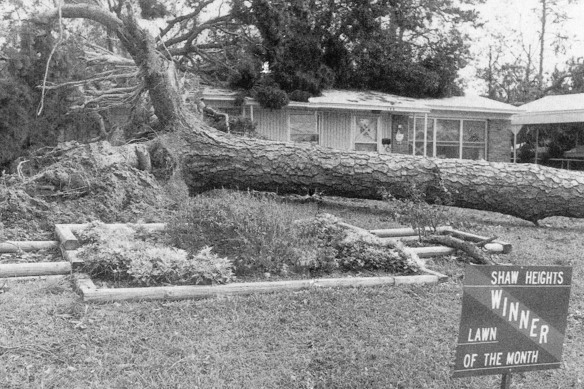 SHAW AIR FORCE BASE, S.C. -- Shown is an uprooted tree at Shaw Heights after Hurricane Hugo passed through South Carolina the morning of Sept. 22, 1989. No deaths or serious injuries were reported as a result of the storm. Damage estimates to Shaw totaled to almost $47 million dollars. (Courtesy of Airman Magazine)