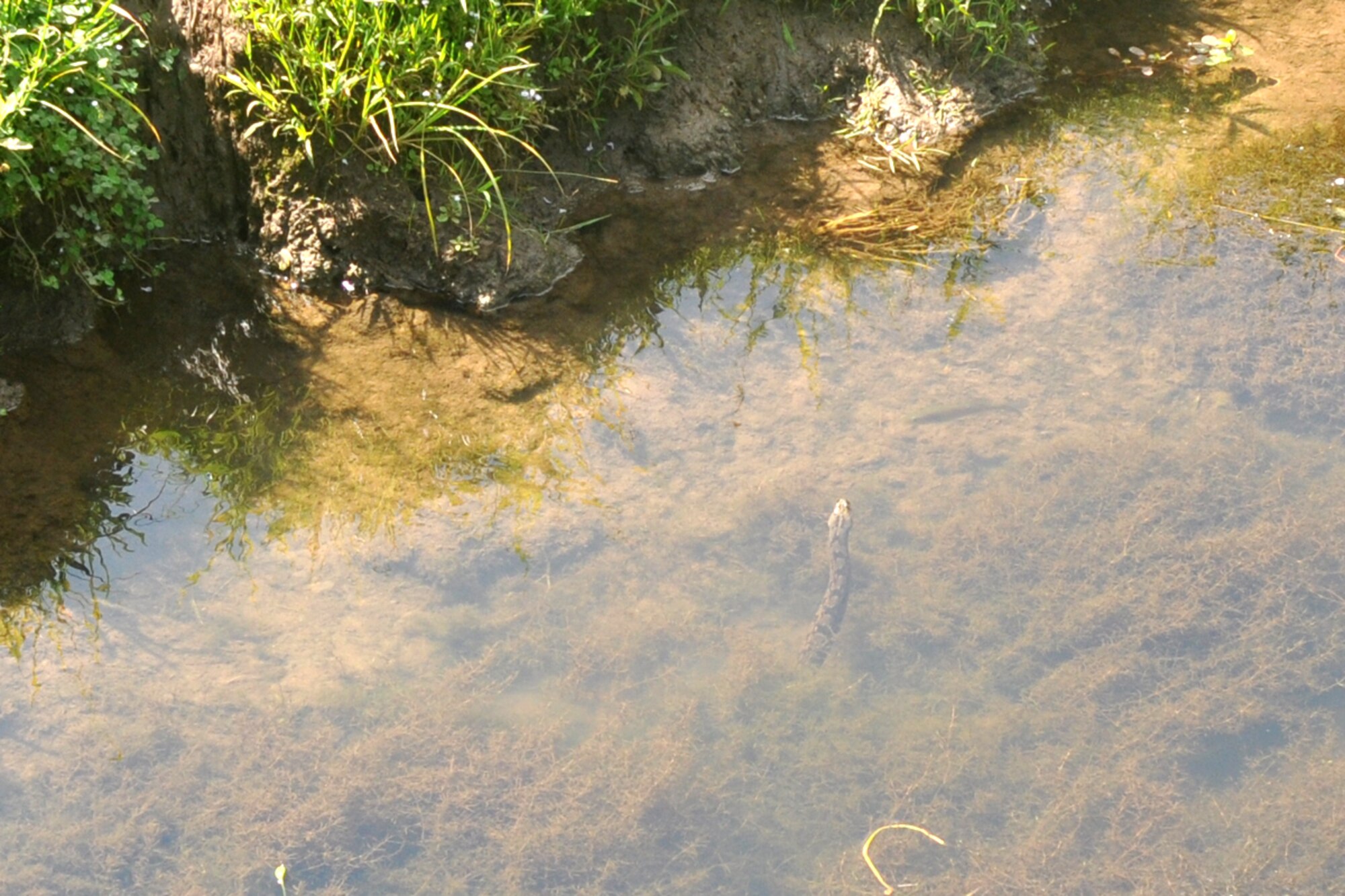 A large water snake and a smaller fish come face to face with the circle of life in the creek in front of the 917th Wing Headquarters building at Barksdale Air Force Base, La., April 15, 2009.  Numerous species of animals, birds and reptiles make their homes in the area.  Barksdale Airmen take pride in maintaining a base that is animal friendly. (U.S. Air Force photo/Tech. Sgt. Jeff Walston)