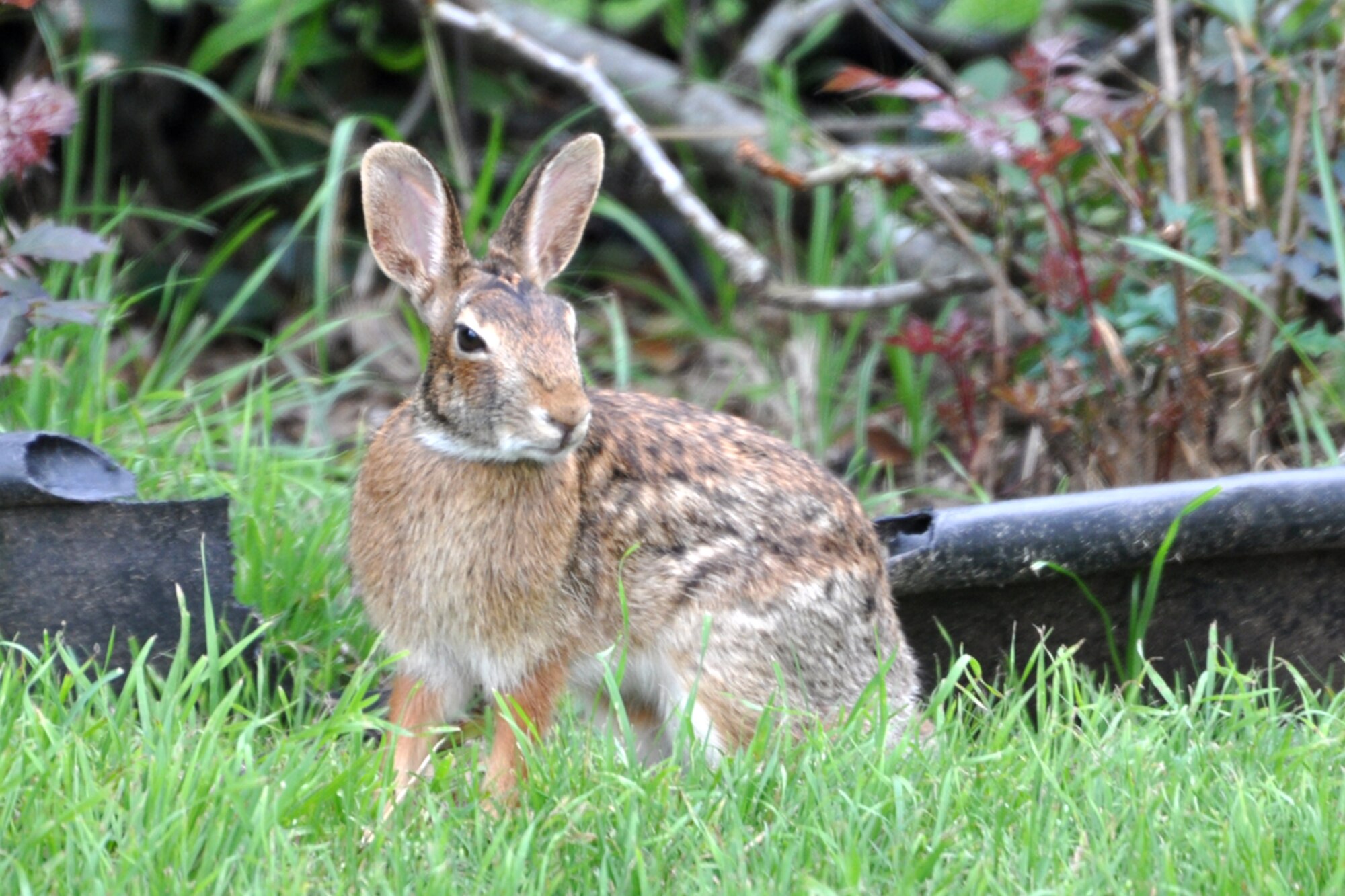 An adult bunny rabbit seems to be enjoying the U.S. Navy’s Flight Demonstration Squadron, Blue Angels, during the ‘Defenders of Liberty’ Air Show from the 917th Wing Headquarters building at Barksdale Air Force Base, La., May 9, 2009.  A family of bunnies makes their home in the bushes surrounding the headquarters building of the 917th. Numerous species of animals, birds and reptiles make their homes in the area.  Barksdale Airmen take pride in maintaining a base that is animal friendly. (U.S. Air Force photo/Tech. Sgt. Jeff Walston)