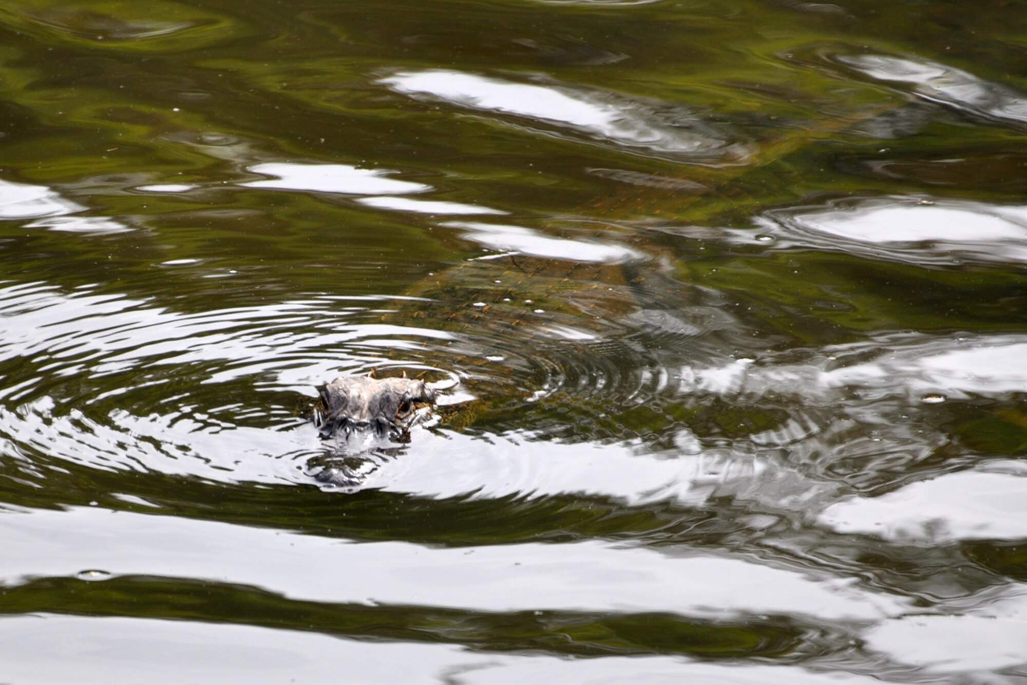 A young alligator takes a dip in the creek in front of the 917th Wing Headquarters building at Barksdale Air Force Base, La., April 15, 2009.  Numerous species of animals, birds and reptiles make their homes here.  Barksdale Airmen take pride in maintaining a base that is animal friendly. (U.S. Air Force photo/Tech. Sgt. Jeff Walston)