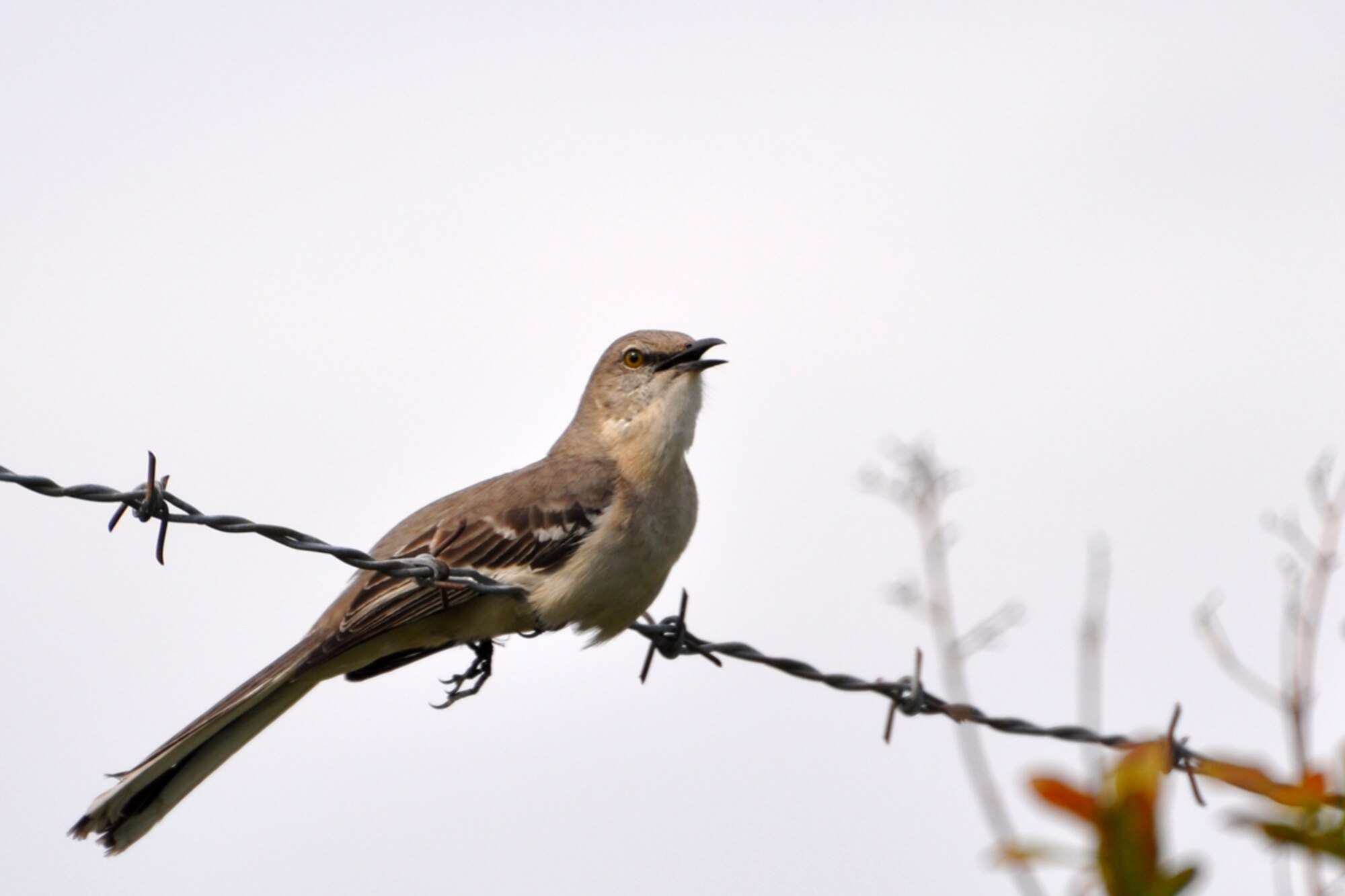 A tired mockingbird takes a breather after forcing a much larger hawk out of his air space near the 917th Wing Headquarters building at Barksdale Air Force Base, La., April 15, 2009.  Numerous species of animals, birds and reptiles make their homes here.  Barksdale Airmen take pride in maintaining a base that is animal friendly. (U.S. Air Force photo/Tech. Sgt. Jeff Walston)
