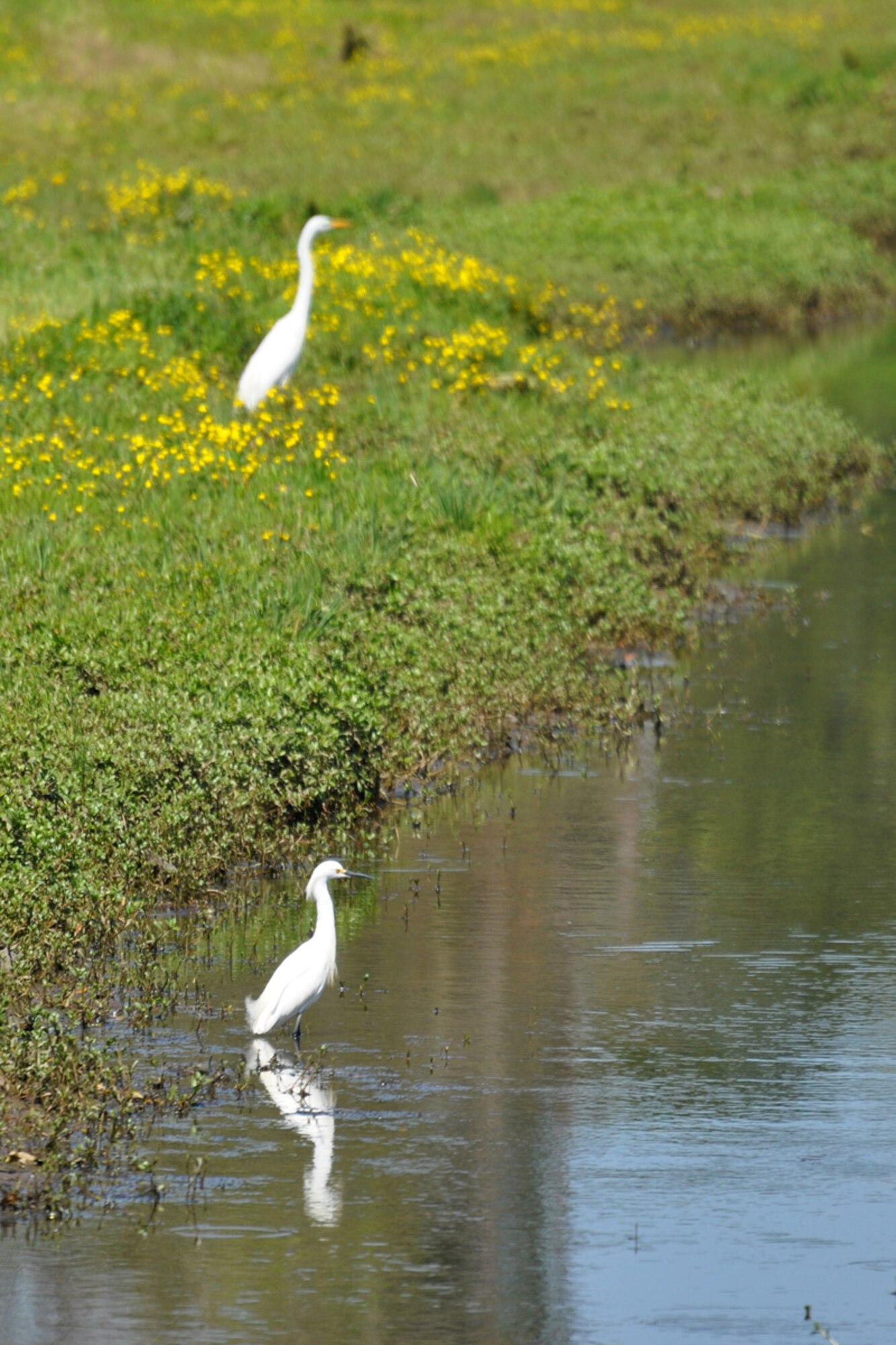 A pair of water fowl waits patiently for a passing meal just outside of the 917th Wing Headquarters building at Barksdale Air Force Base, La., April 13, 2009.  Numerous species of animals, birds and reptiles make their homes here.  Barksdale Airmen take pride in maintaining a base that is animal friendly. (U.S. Air Force photo/Tech. Sgt. Jeff Walston)