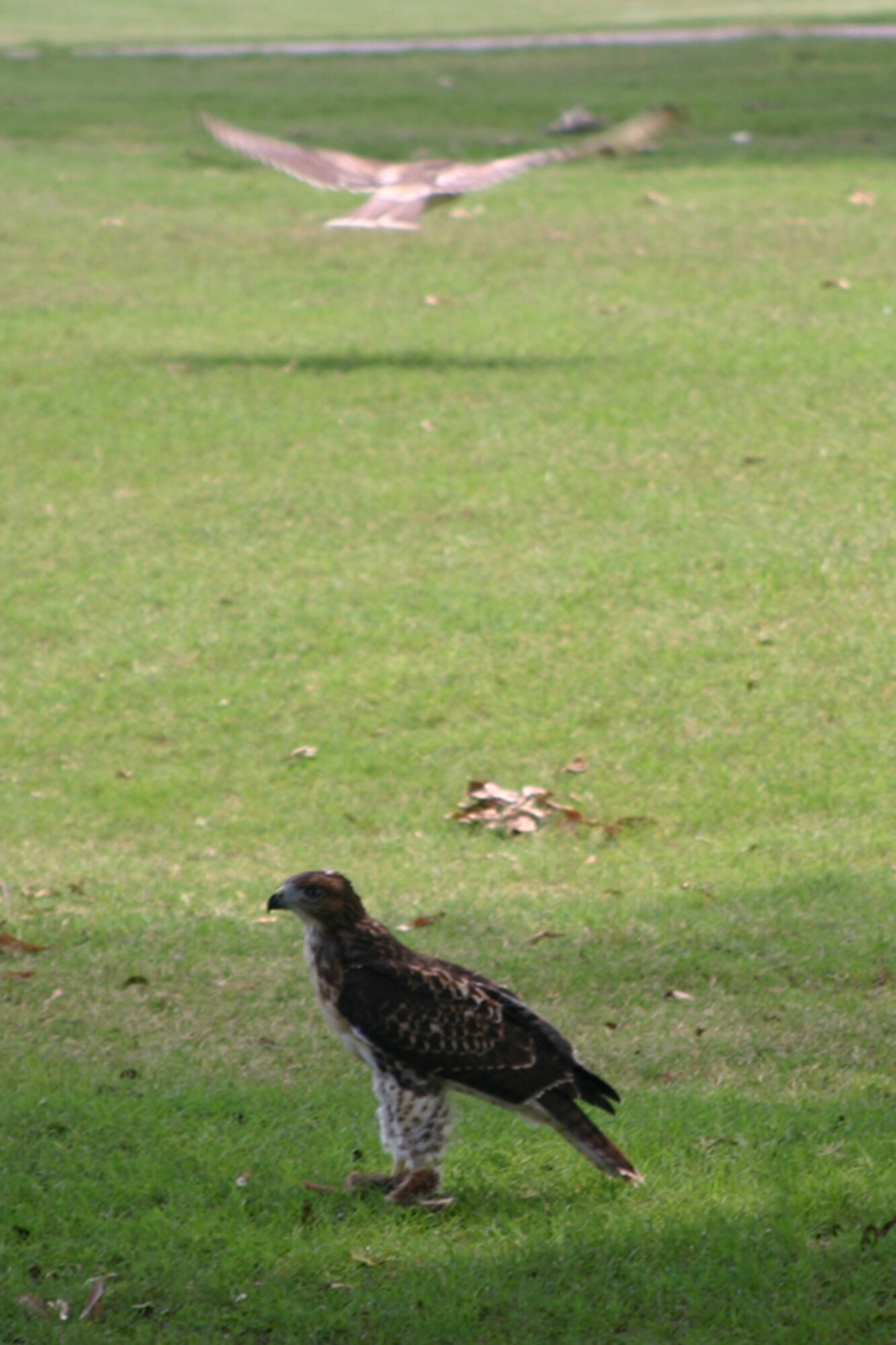A pair of hawks plays together among the trees at the Fox Run Golf Course at Barksdale Air Force Base, La., June 4, 2009.  Numerous species of animals, birds and reptiles make their homes here.  Barksdale Airmen take pride in maintaining a base that is animal friendly. (U.S. Air Force photo/Tech. Sgt. Jeff Walston)