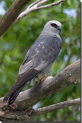 The love of a Mississippi Kite for its chicks poses a threat to humans because of its protective nature. The kites may dive at people to ward them away from their nests. (Courtesy photo)