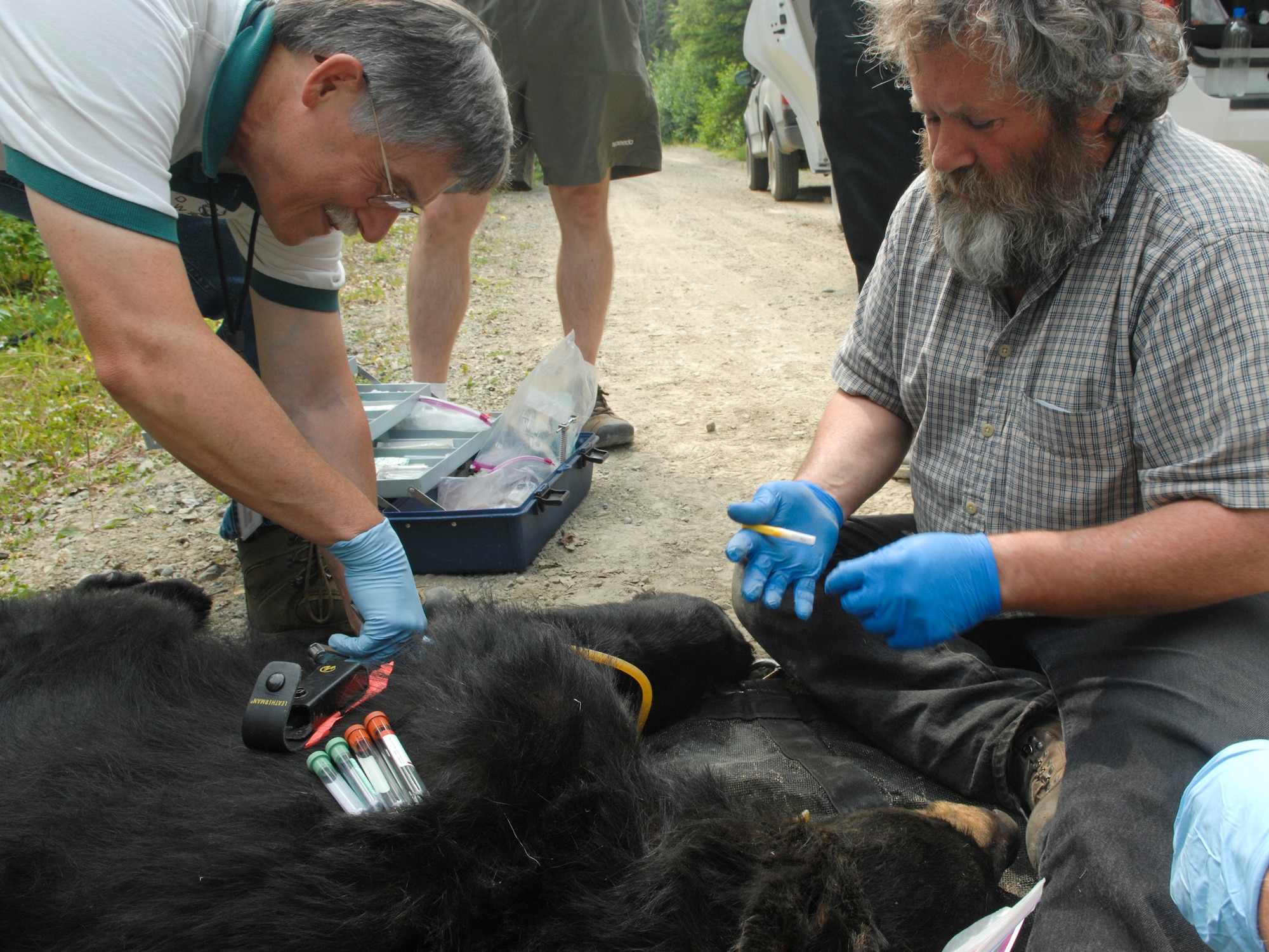 ELMENDORF AIR FORCE BASE, Alaska -- Herman Griese and Alaska state biologist Sean Farley prepare to extract blood from a sedated bear July 10. Farley teamed up with Elmendorf military conservation agents to collar the bear with a GPS locator to track its movements throughout the state. Griese is an Elmendorf wildlife biologist with the 3rd Civil Engineer Squadron. (U.S. Air Force photo/Senior Airman David Carbajal)