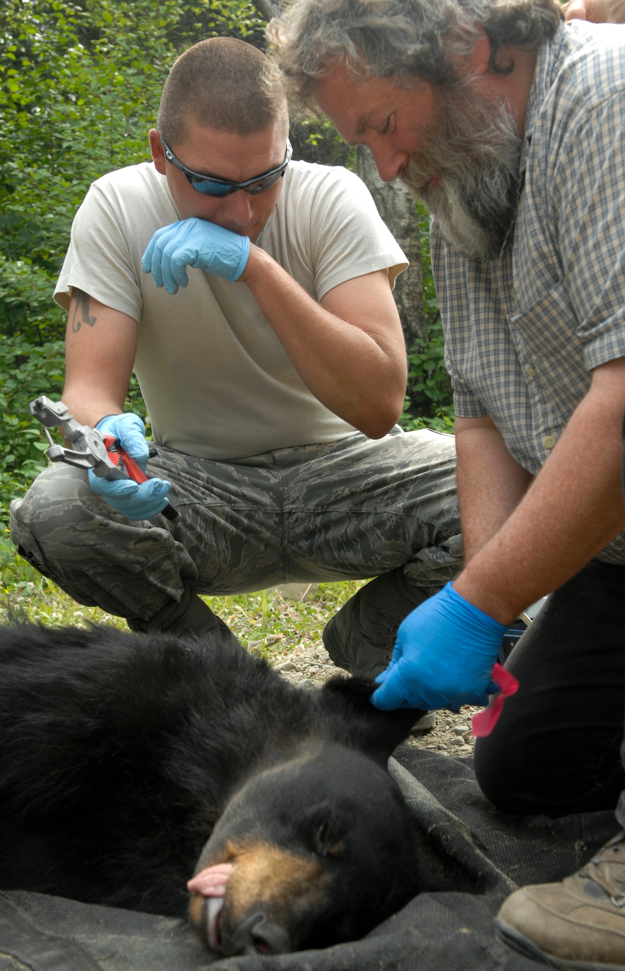 ELMENDORF AIR FORCE BASE, Alaska -- Alaska state biologist Sean Farley and Staff Sgt. Brian Cole prepare to put ear tags on the sedated bear July 10. Farley teamed up with Elmendorf military conservation agents to tag and collar the bear with a GPS locator to track its movements throughout the state. Cole is a member of the 3rd Equipment Maintenance Squadron. (U.S. Air Force photo/Senior Airman David Carbajal)