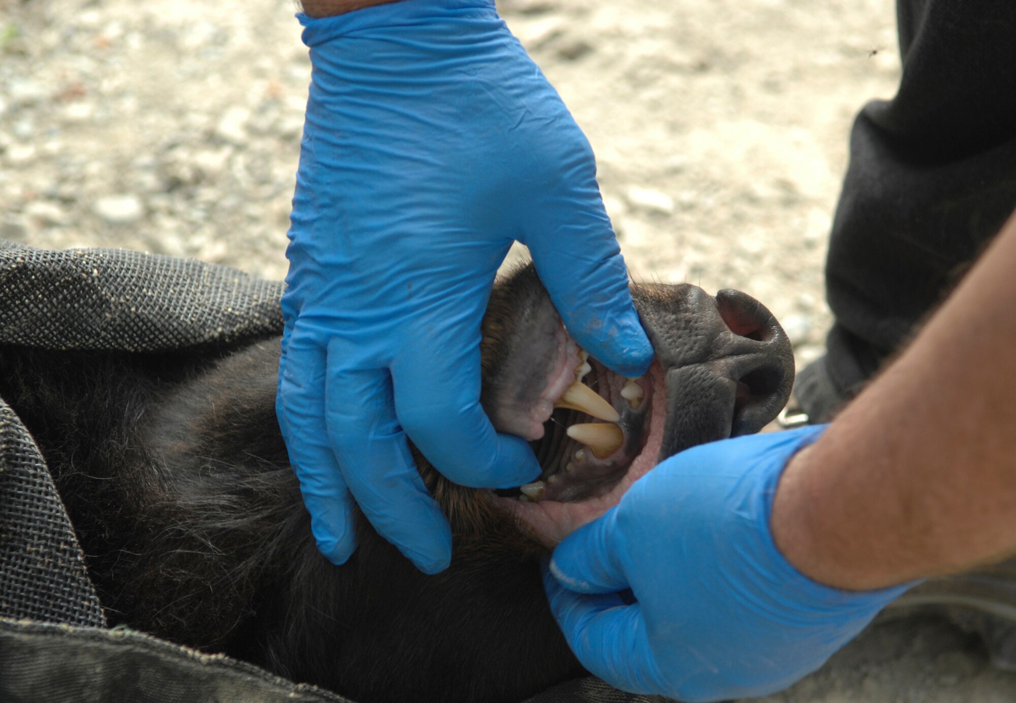 ELMENDORF AIR FORCE BASE, Alaska -- Alaska state biologist Sean Farley checks the teeth of a sedated bear July 10. Farley teamed up with Elmendorf military conservation agents to tag and collar the bear with a GPS locator to track its movements throughout the state. (U.S. Air Force photo/Senior Airman David Carbajal)