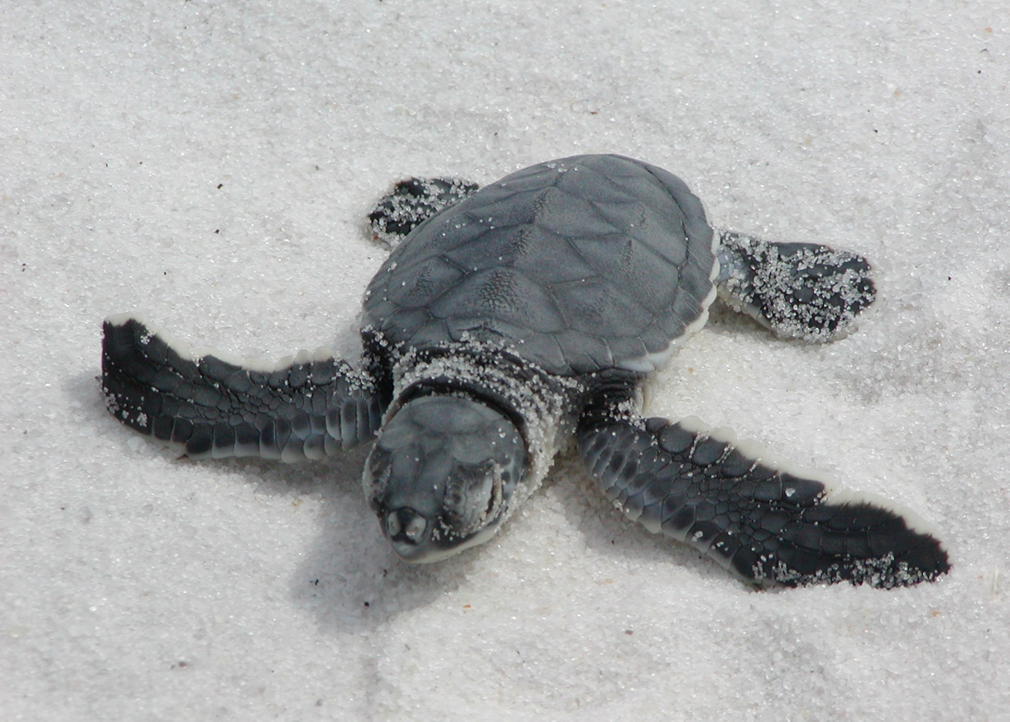 A baby green sea turtle just several hours old works its way to the Gulf of Mexico. Eglin beaches are the birthplace of thousands of the federally listed endangered sea turtles like this one every year.  (Courtesy photo.) 
