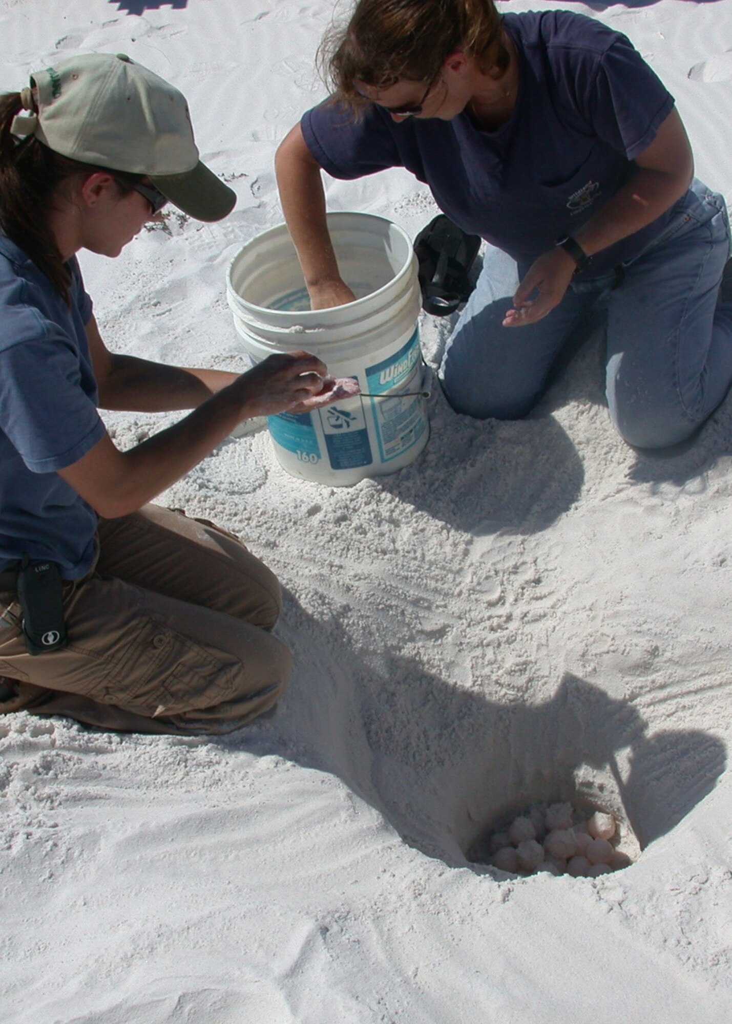 Sea Turtle Monitoring Program team volunteers relocate a nest of eggs that were in danger prior to an on-coming tropical storm. more than 40 volunteers help track and document sea turtle nesting from May 1 to Oct. 31.  Eglin beaches are the birthplace of thousands of the federally listed endangered sea turtles like this one every year.  (Courtesy photo.) 
