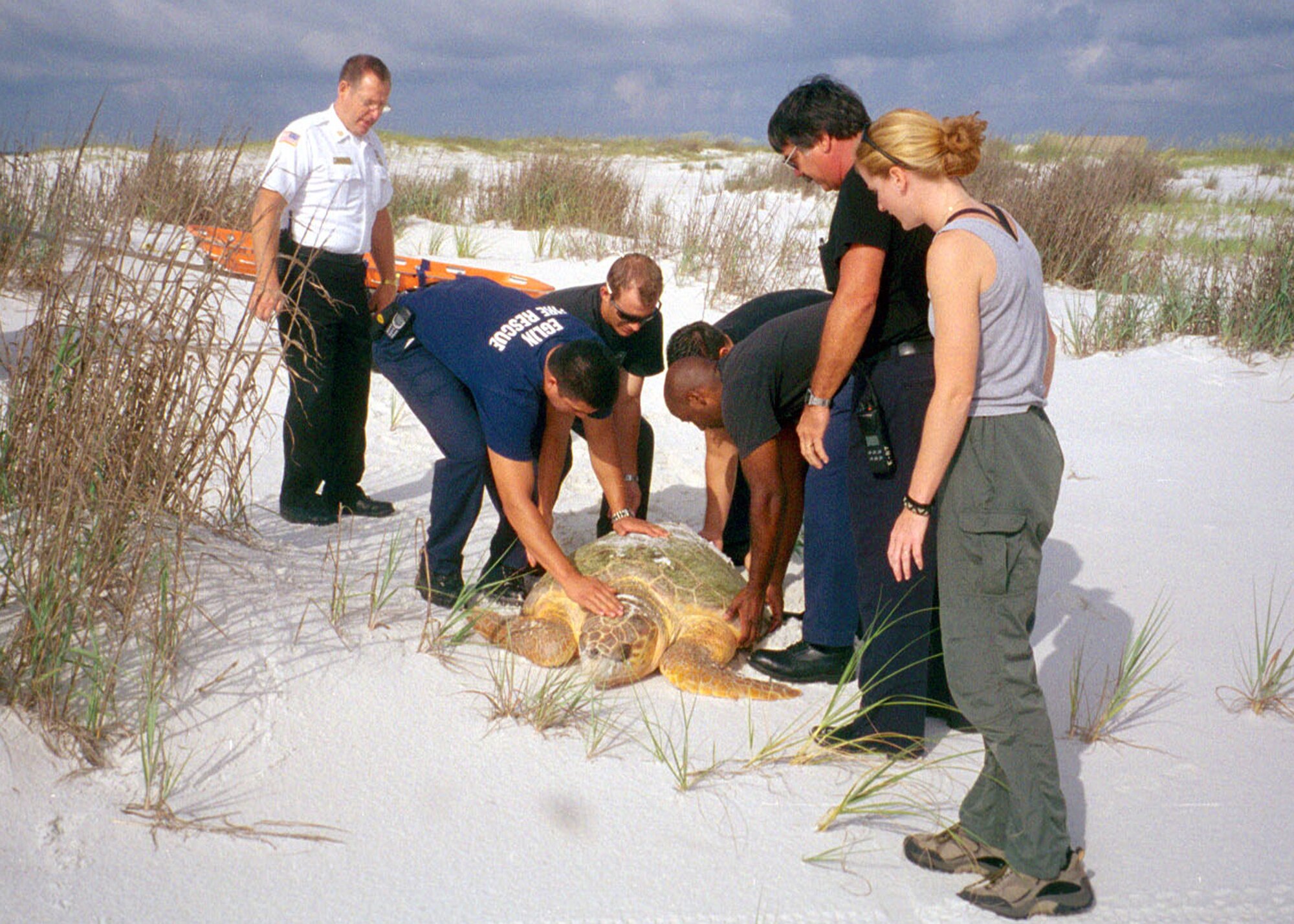 Eglin firefighters help Jackson Guard wildlife specialists rescue a loggerhead sea turtle and return her to the Gulf of Mexico after she became disoriented on land. Eglin beaches are the birthplace of thousands of the federally listed endangered sea turtles like this one every year. (Courtesy photo.) 
