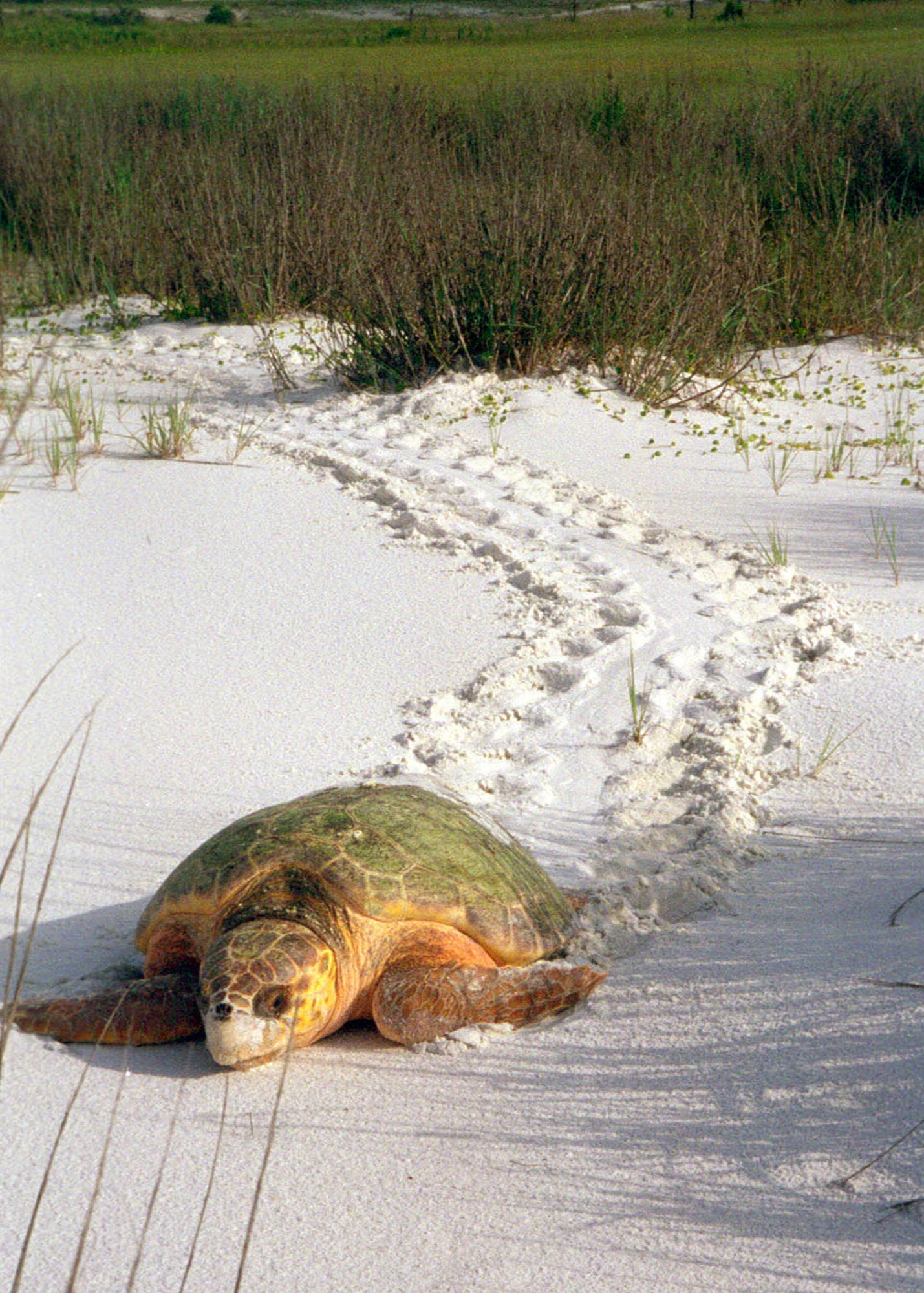 A female loggerhead sea turtle is disoriented and crawling aimlessly on Eglin's portion of Santa Rosa Island . Eglin beaches are the birthplace of thousands of the federally listed endangered sea turtles like this one every year.  (Courtesy photo.) 
