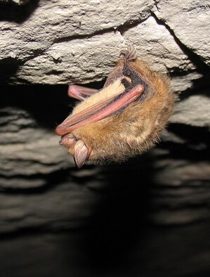 The tri-colored bat is currently one of the most common bats in Tennessee. That could all change with white nose syndrome. (Photo by John Lamb)