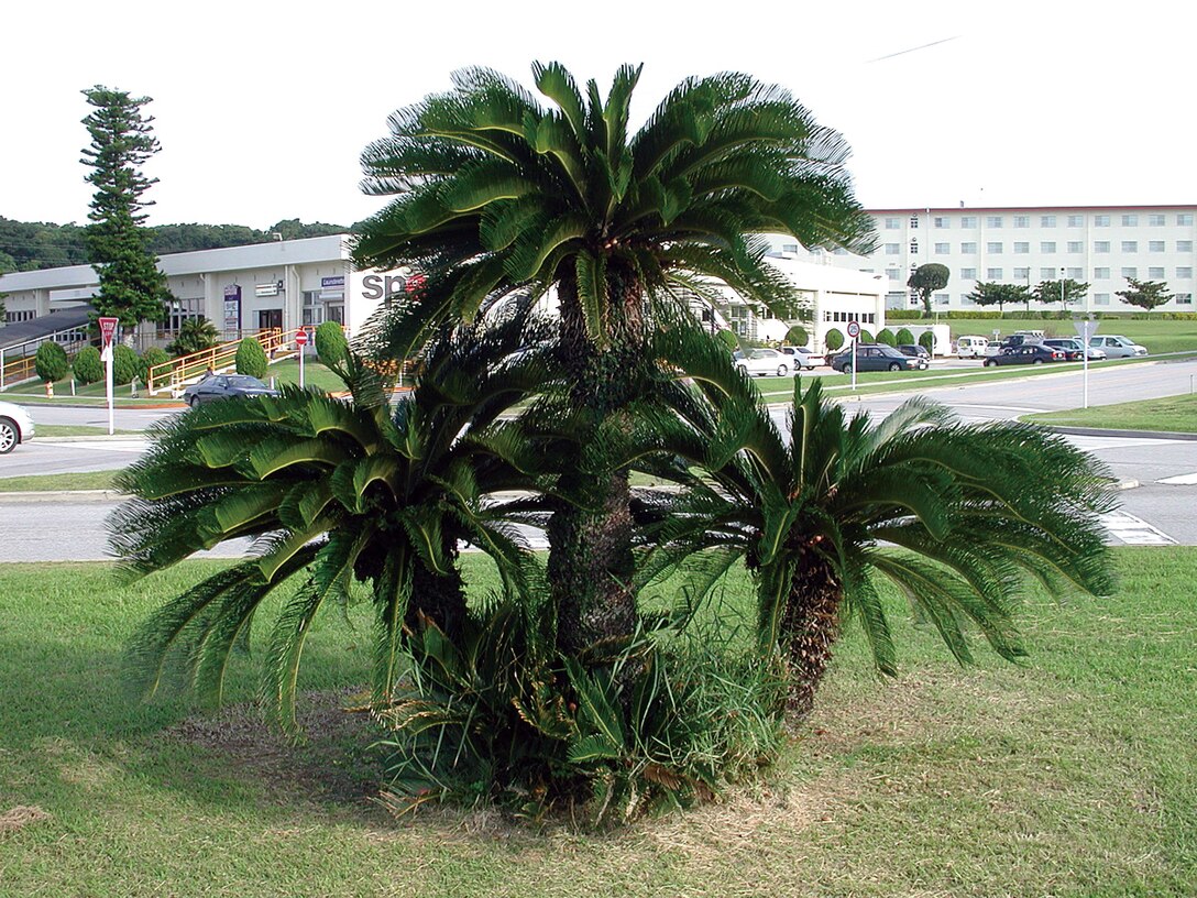 The sago palm has toxic stems, leaves and seeds that can lead to nausea, vomiting and even death if ingested.
