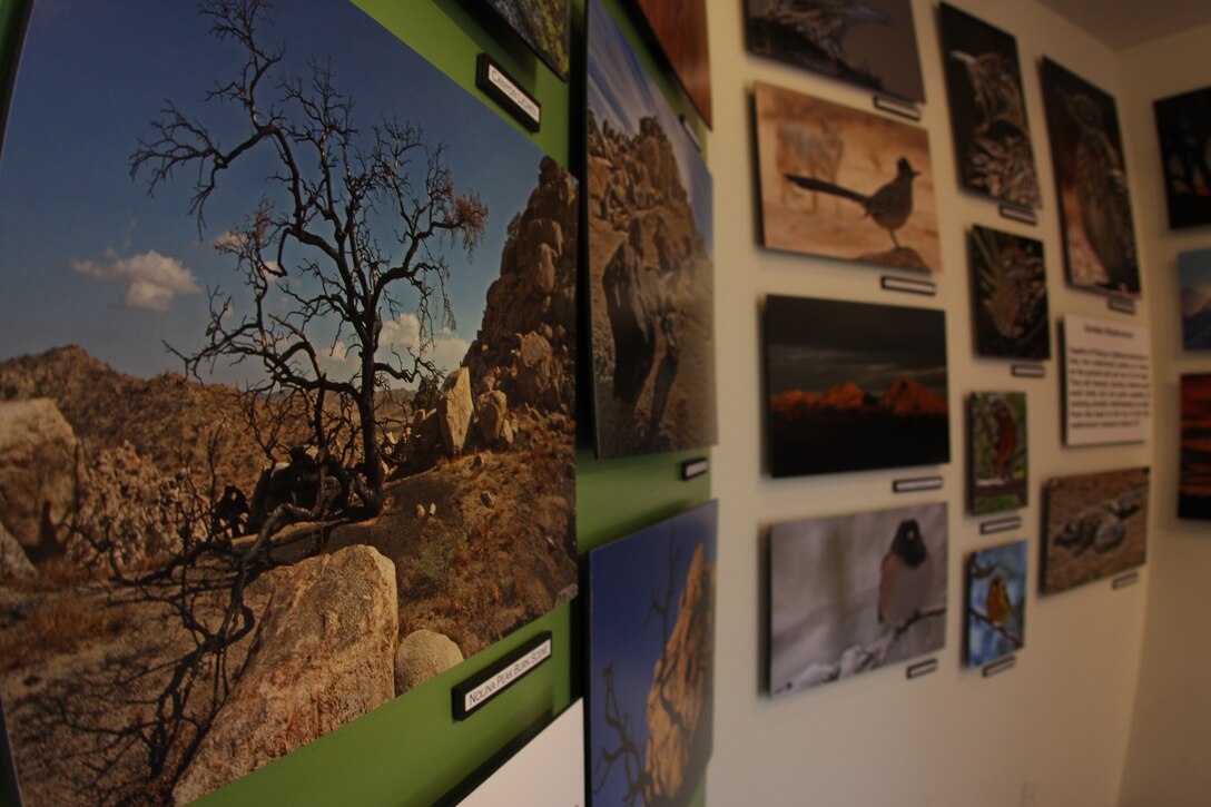 The photographs here are just a taste of the kind of wildlife, scenery and plant life photographer David Jesse McChesney captures in the Joshua Tree National Park. McChesney has more than 230 photos displayed at the “Miles of Wonder” free photo exhibit at the park’s visitor’s center until Aug. 9.