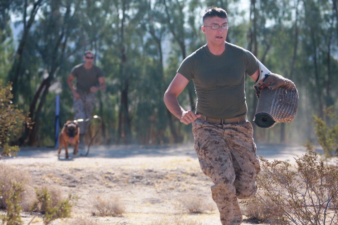 Lance Cpl. Drew Nyman, a working dog handler with the Combat Center's Provost Marshal's Office and a native of Emporia, Kan., runs away from Robby, a military working dog with PMO July 27, during their training.