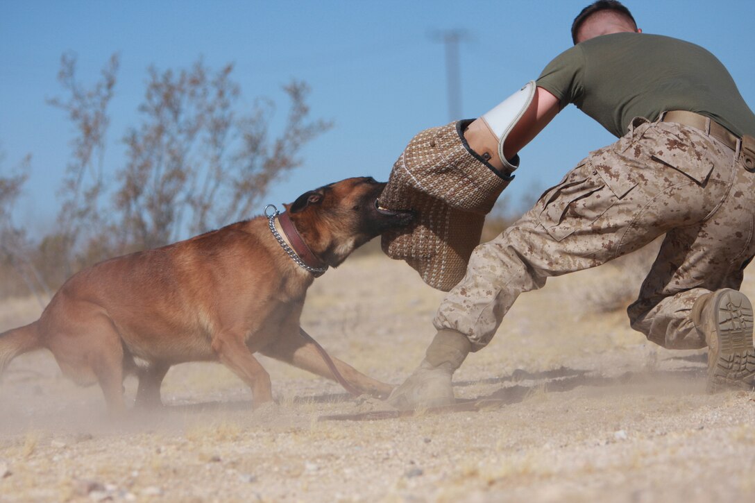Lance Cpl. Drew Nyman, a working dog handler with the Combat Center's Provost Marshall's Office and a native of Emporia, Kan., works on take-down techniques with Robby, a military working dog with PMO July 27.