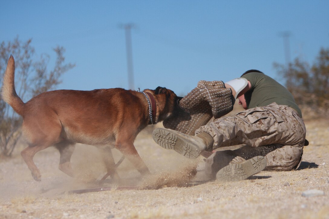 Lance Cpl. Drew Nyman, a working dog handler with the Combat Center's Provost Marshal's Office and a native of Emporia, Kan., works on take-down techniques with Robby, a military working dog with PMO July 27.