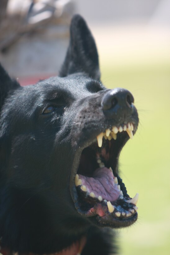 Jack, a military working dog with the Combat Center's Provost Marshal's Office prepares to attack a target Monday during routine training conducted by the dog handlers and their animals daily.