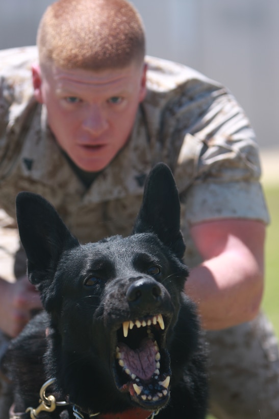 Jack, a military working dog with the Combat Center's Provost Marshal's Office barks ferociously while being handled July 27, by his trainer, Cpl. Timothy Culhane, a working dog handler and a Rochester, N.Y., native, during their training.