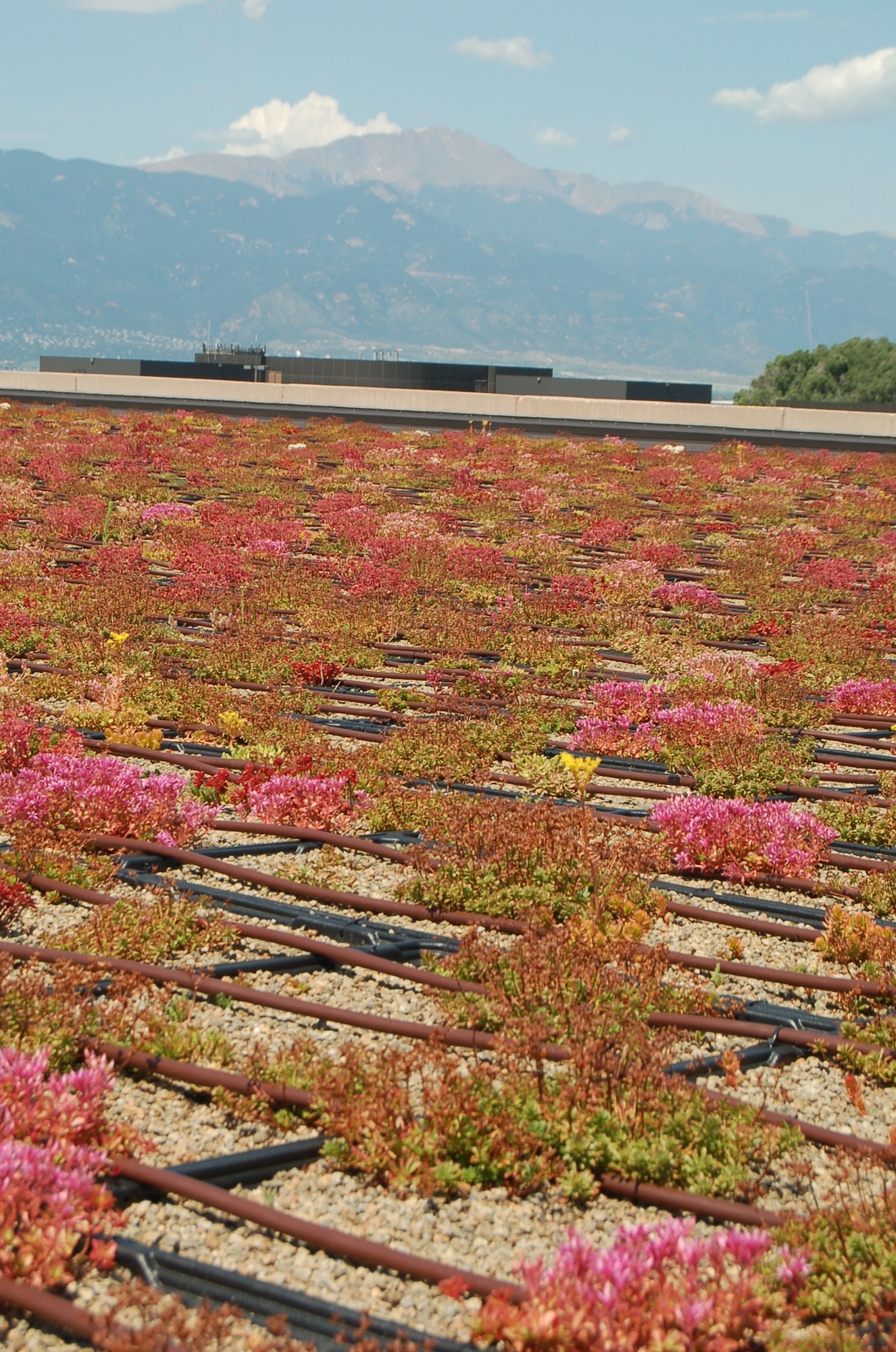 A green roof covers the 21st Space Wing headquarters building at Peterson Air Force Base. The vegetation was planted on the roof in September 2007, and the case study may drive the Air Force to replicate the design at other Air Force installations. The building has seen reduced energy consumption – data driving building regulation legislation at military installations. (U.S. Air Force photo by Thea Skinner)