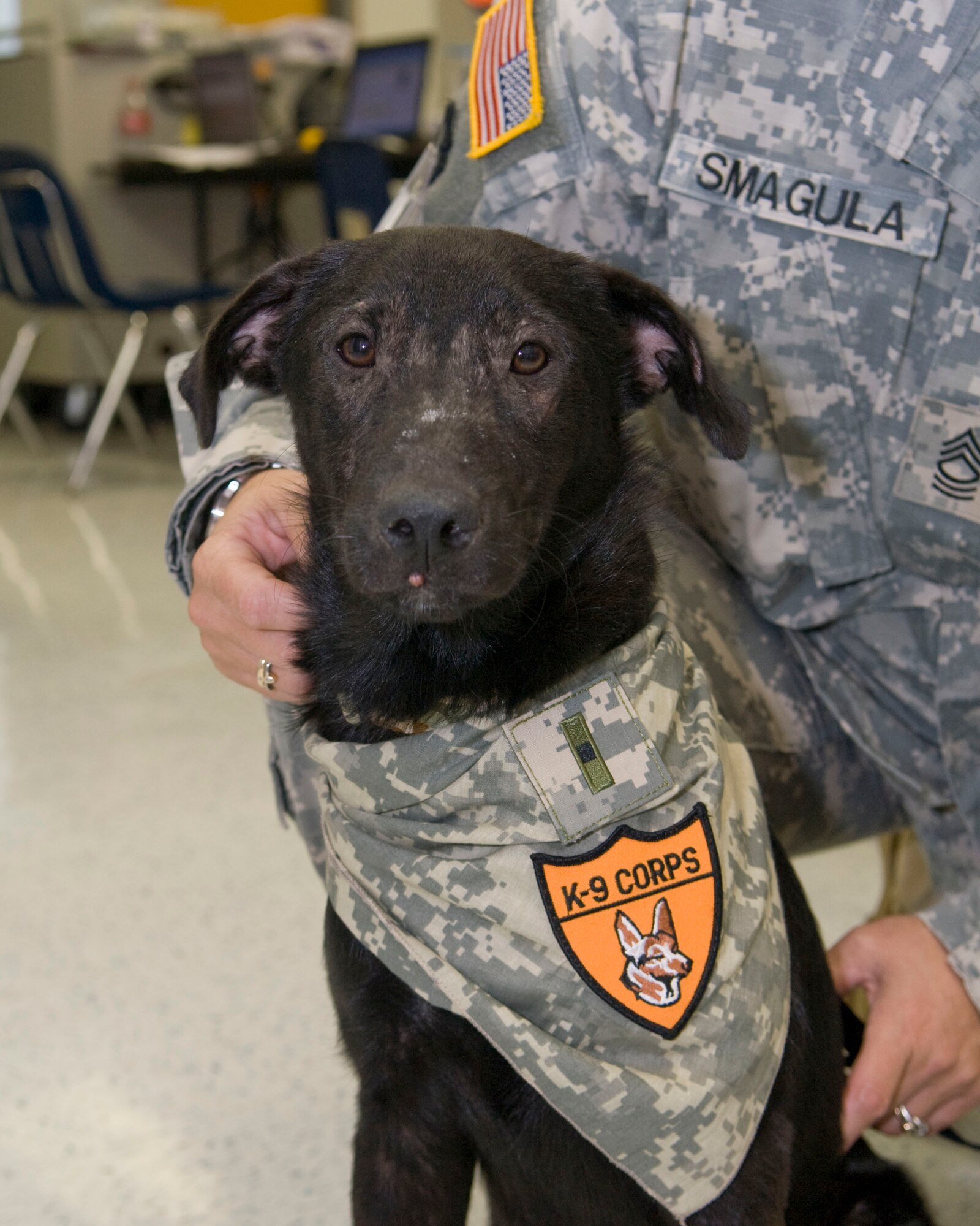 The new mascot of the Texas Medical Command named "Stella", Italian for star stands ready with a new bandana sporting a K-9 patch and the Warrant Officer One rank. Stella is a black lab mix who was rescued while living outside in the heat at the Texas Guard Armory in Wesleco, Texas, during Operation Lone Star.  Operation Lone Star is a Joint Civilian/Military Medical mission offering free Medical and Dental care to the region. Weslaco,Texas, 28 July 2009.(USAF Photo by Master Sgt. Michael Lachman) 