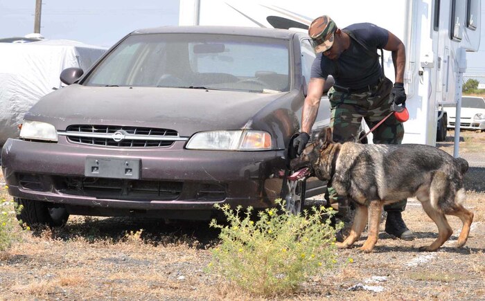 Staff Sgt. Curtis Lewis, 9th Security Forces Squadron military working dog handler, and Jimmy, 9th SFS military working dog, inspect an old car during explosives detection training July 30. The training is designed to train dogs to detect explosives in an open environment and how the handler directs and manages the dog. (Photo by Senior Airman Fowler)