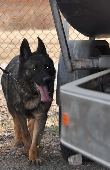 Jimmy, 9th Security Forces Squadron military working dog, inspects a trailor for explosives during explosives detection training July 30. The training is designed to maintain the dogs abilities while not deployed. (Photo by Senior Airman Fowler)