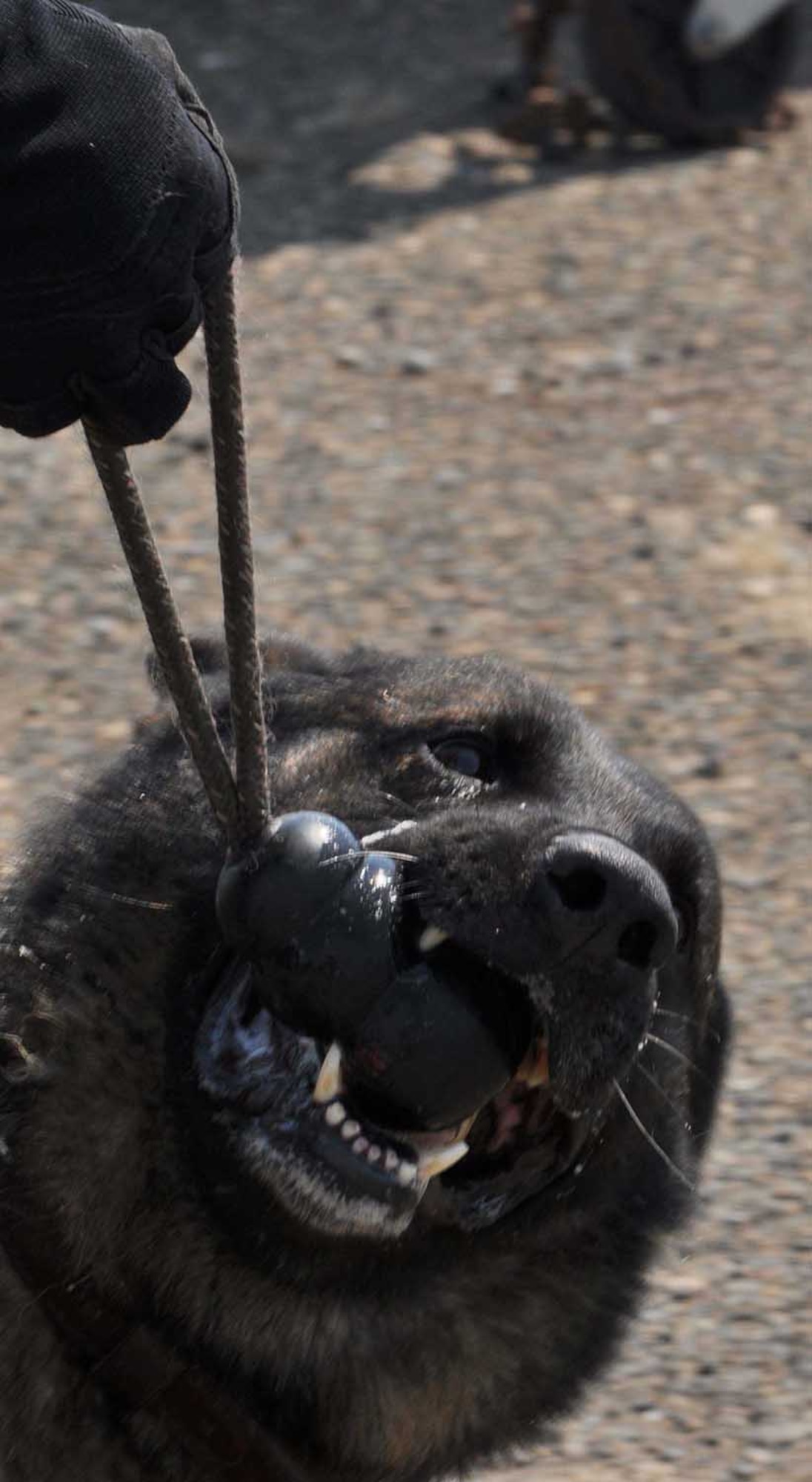 Jimmy, 9th Security Forces Squadron military working dog, is rewarded with his chew toy for detecting an explosive during explosives detection training July 30. The toy is used during training and is only given to them upon detection. (Photo by Senior Airman Fowler)
