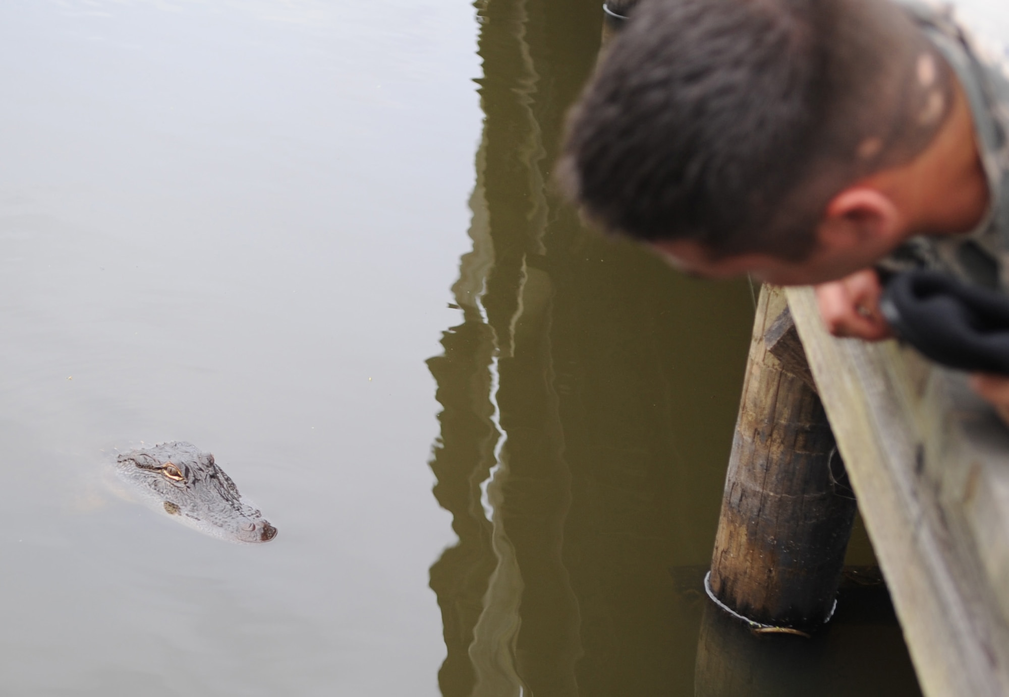 BARKSDALE AIR FORCE BASE, La. -- Staff Sgt. Christopher Breland, 2d Security Forces Squadron, leans down to look at an alligator at Harmon Lake on the East Side of base. (United States Air Force photo by Senior Airman Alexandra Longfellow)