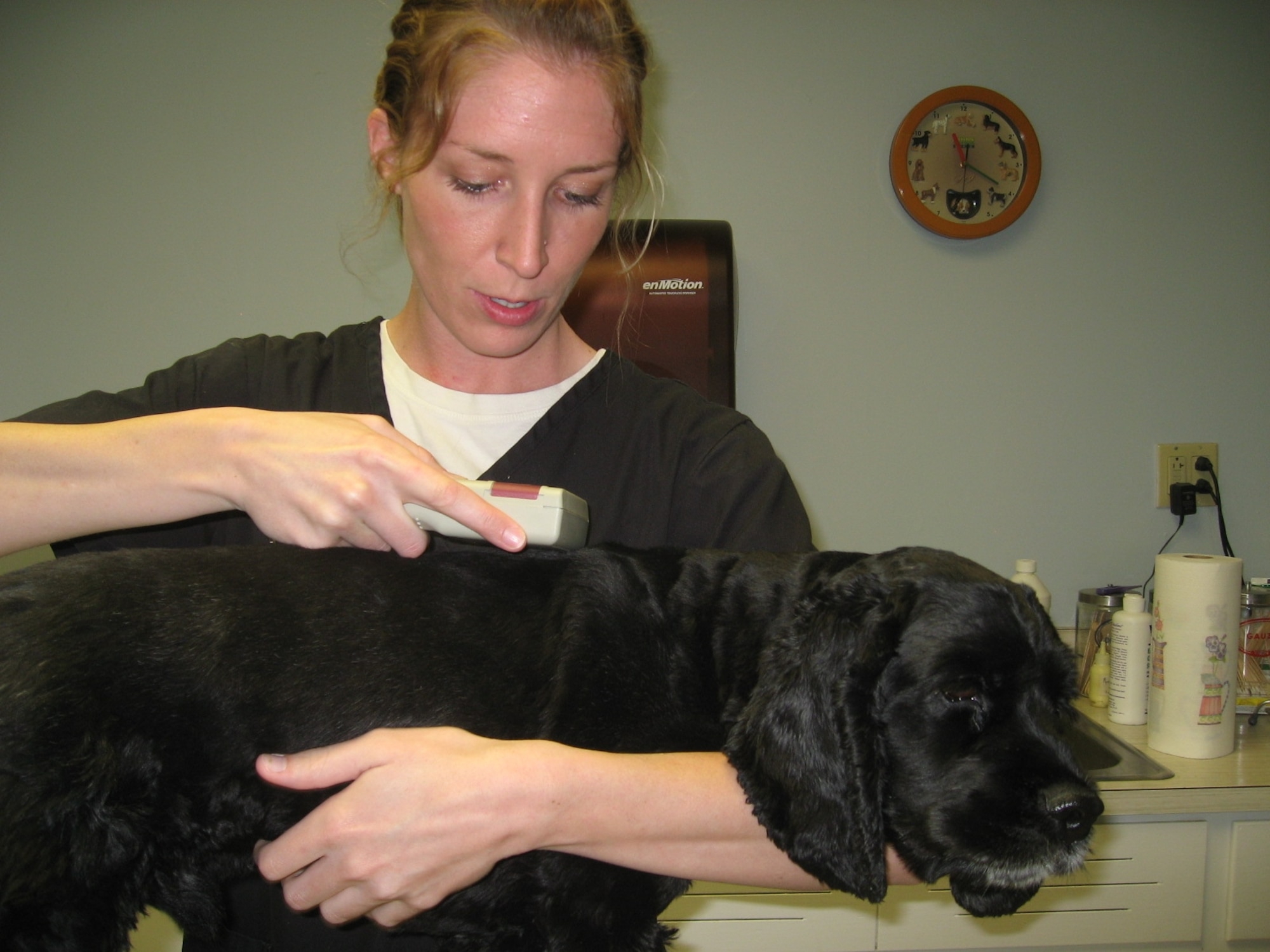 Cassidy McClain, facility manager and animal health technician scans Kerwin, a two year-old Cocker Spaniel, for a microchip at the Nellis Veterinary Treatment Facility.  (photo by Capt. Ashley Norris)

