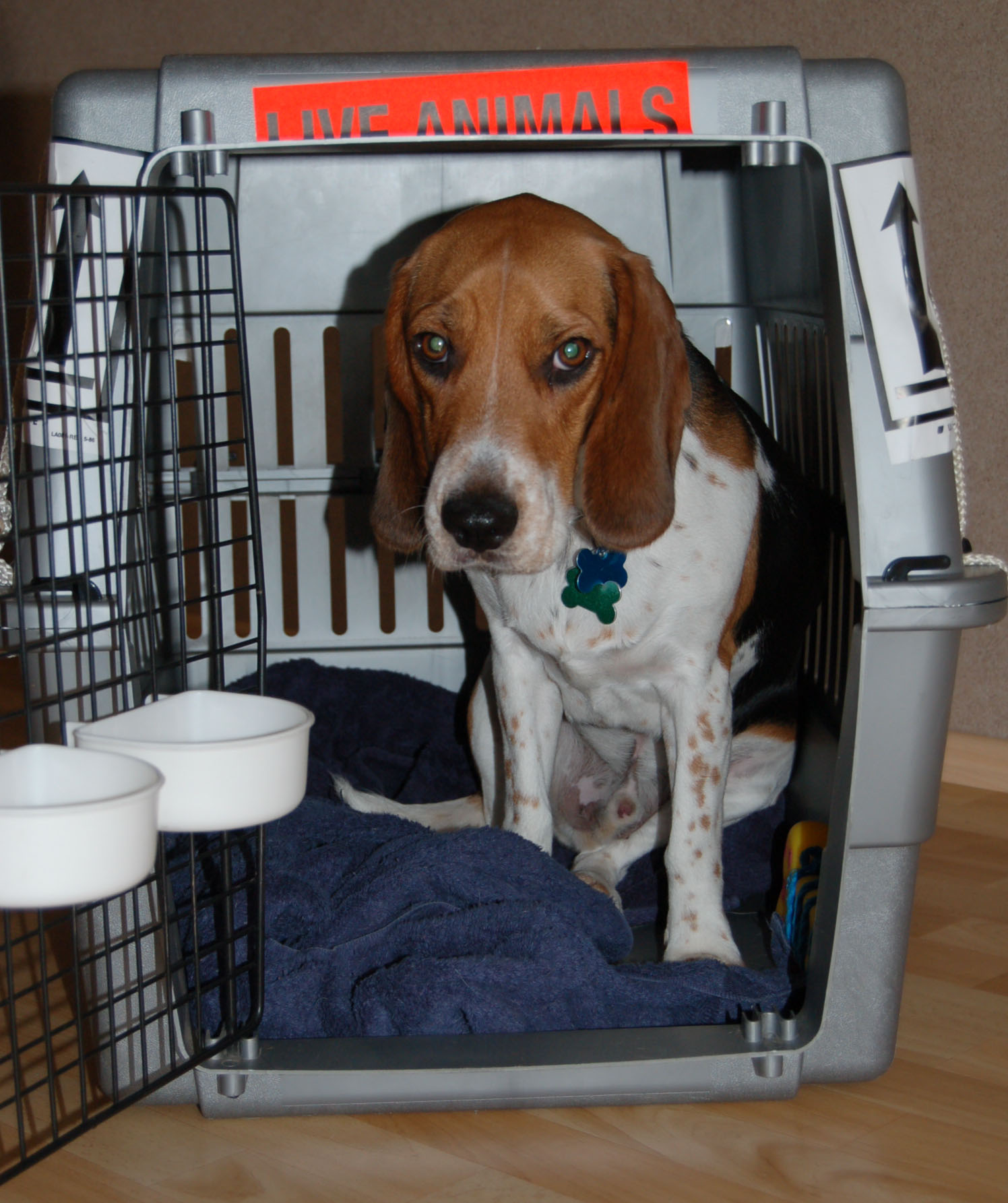 PCSing with Pets > Spangdahlem Air Base > Article Display