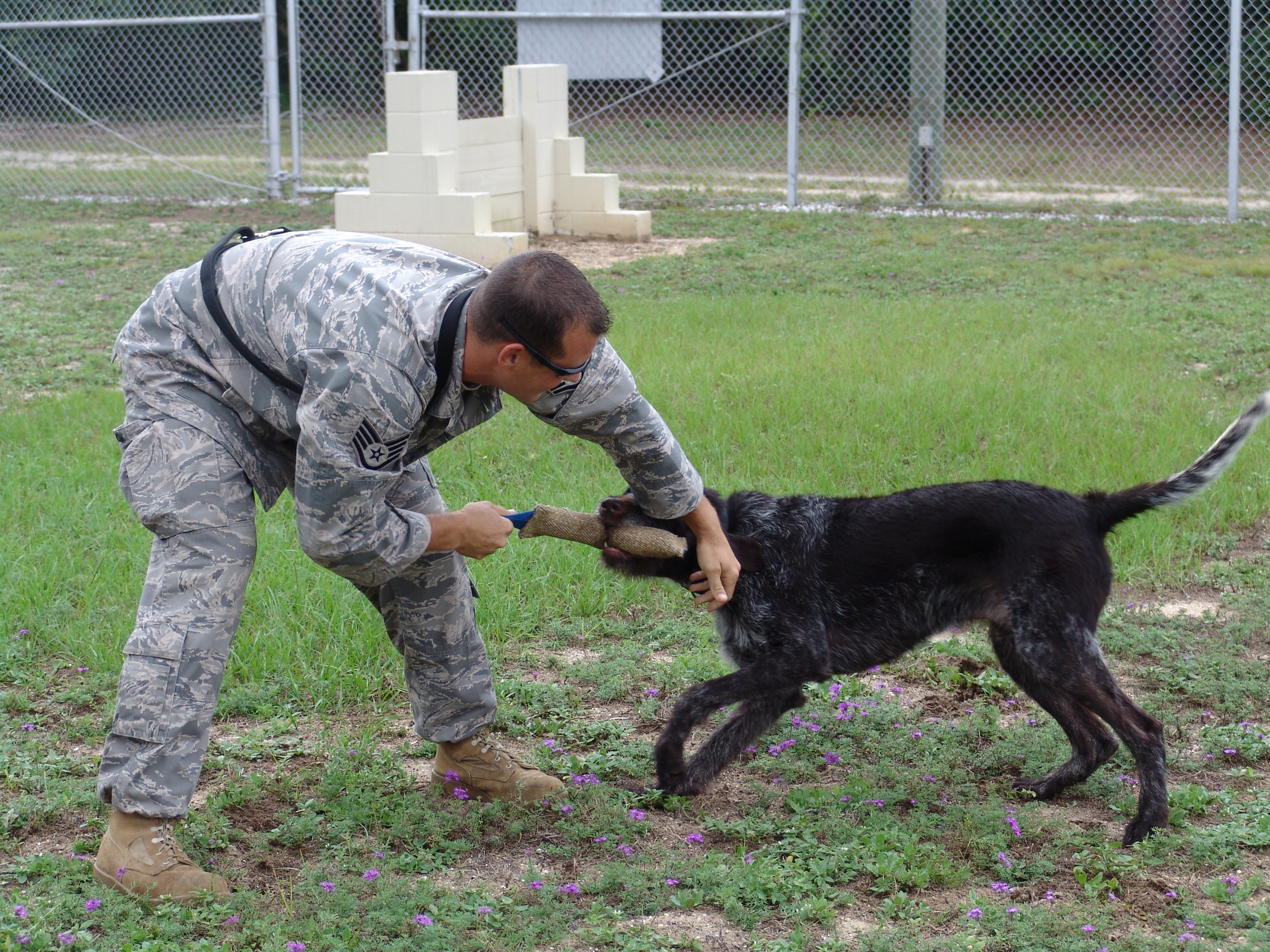 Newest Military Dog Stands Out At Eglin Air Force Materiel Command Display