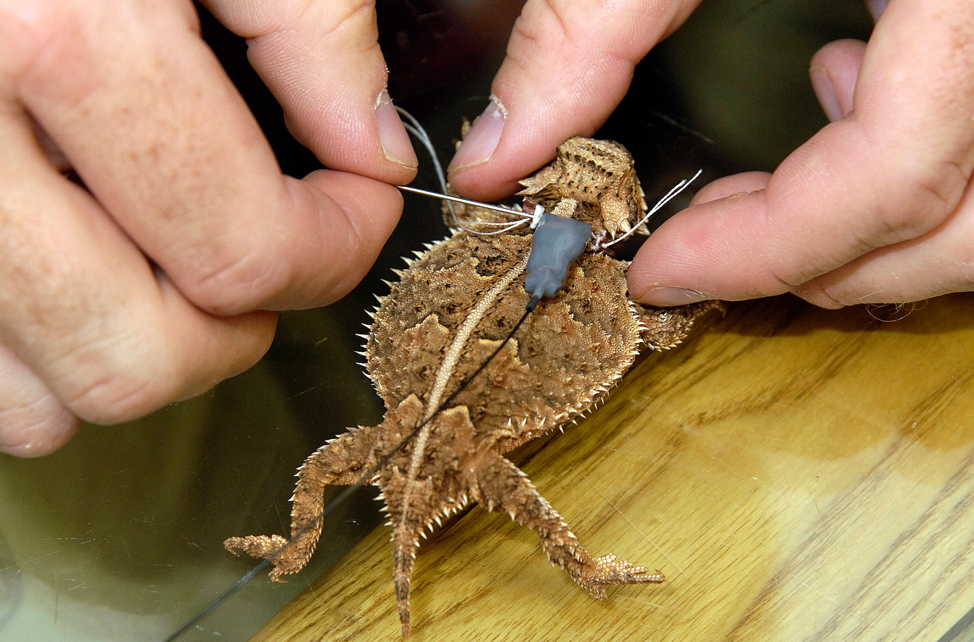 In the Bldg. 3’s Environmental Management lab, researcher Victor Bogosian fashions a tiny elastic harness and transmitter on a recent catch. He’ll paint the transmitter and harness brown, attach the transmitter with temporary adhesive then release the lizard back into the grasslands on Tinker.  Transmitters must be replaced every 10 weeks before batteries inside fail. The lizards don’t stray far, but their camouflage and small size make locating them a learned feat for researchers. (Air Force photo by Margo Wright)