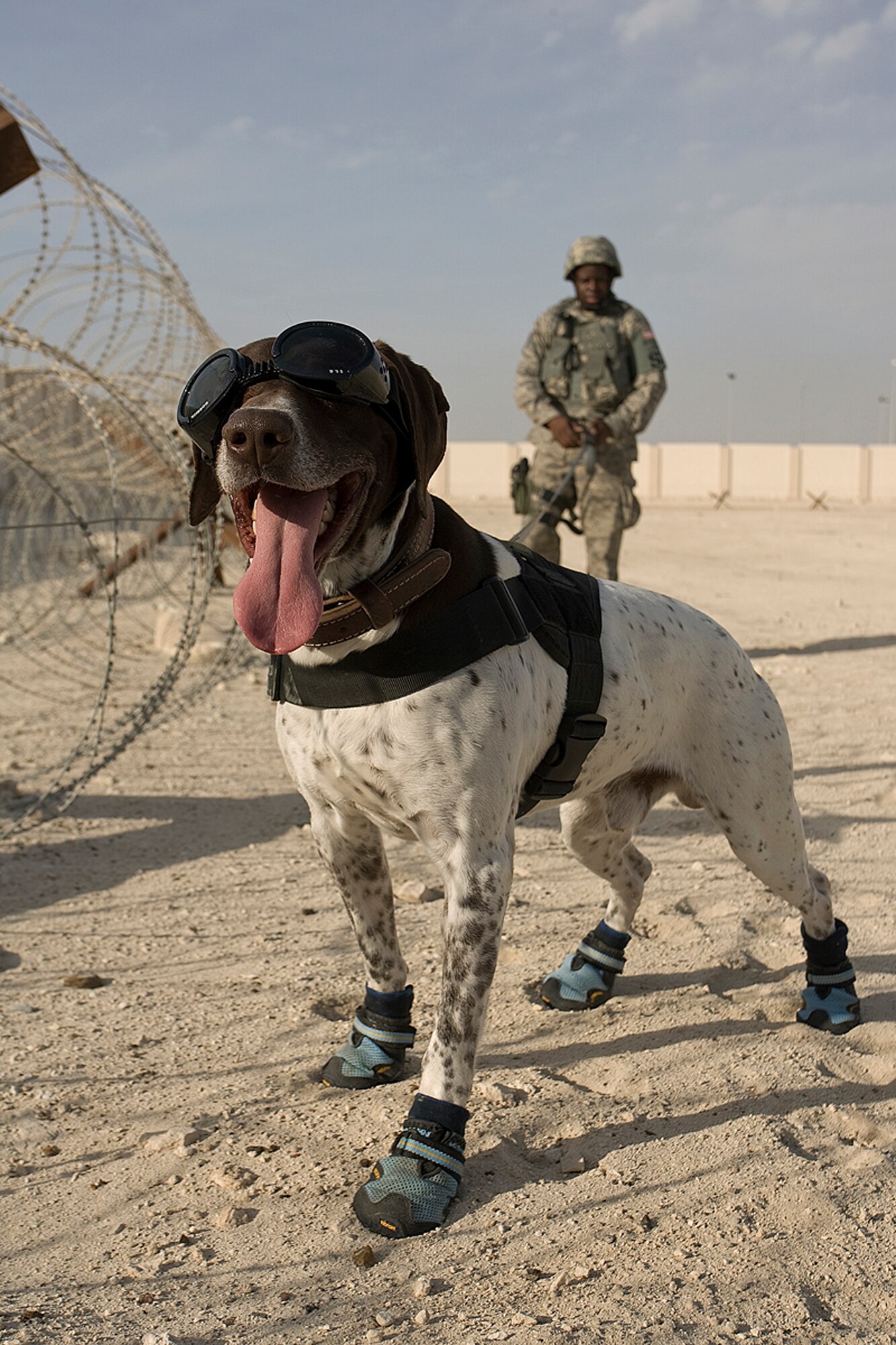SOUTHWEST ASIA -- Haus, a military working dog with the 380th Expeditionary Security Forces Squadron, and his handler Staff Sgt. Zerrick Shanks, perform a random perimeter sweep at an undisclosed location in Southwest Asia. Sergeant Shanks and Haus have been working together for about a year and are deployed from the Air Force Academy. (U.S. Air Force courtesy photo by Mr. Kevin Hubbard) (Released)