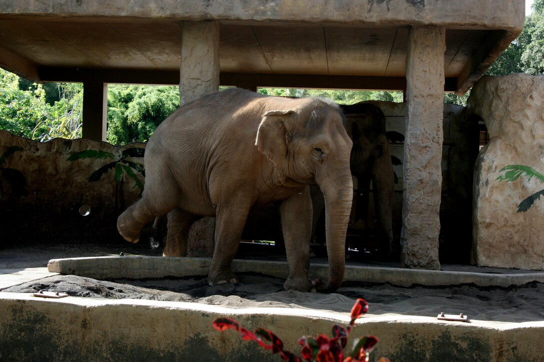 An Indian elephant plays in its enclosure at the Honolulu Zoo during Military Appreciation Day June 6, 2009.  More than 26,000 people came out to enjoy a day at the zoo, which included food, information and crafts booths, as well as a variety of musical entertainment.