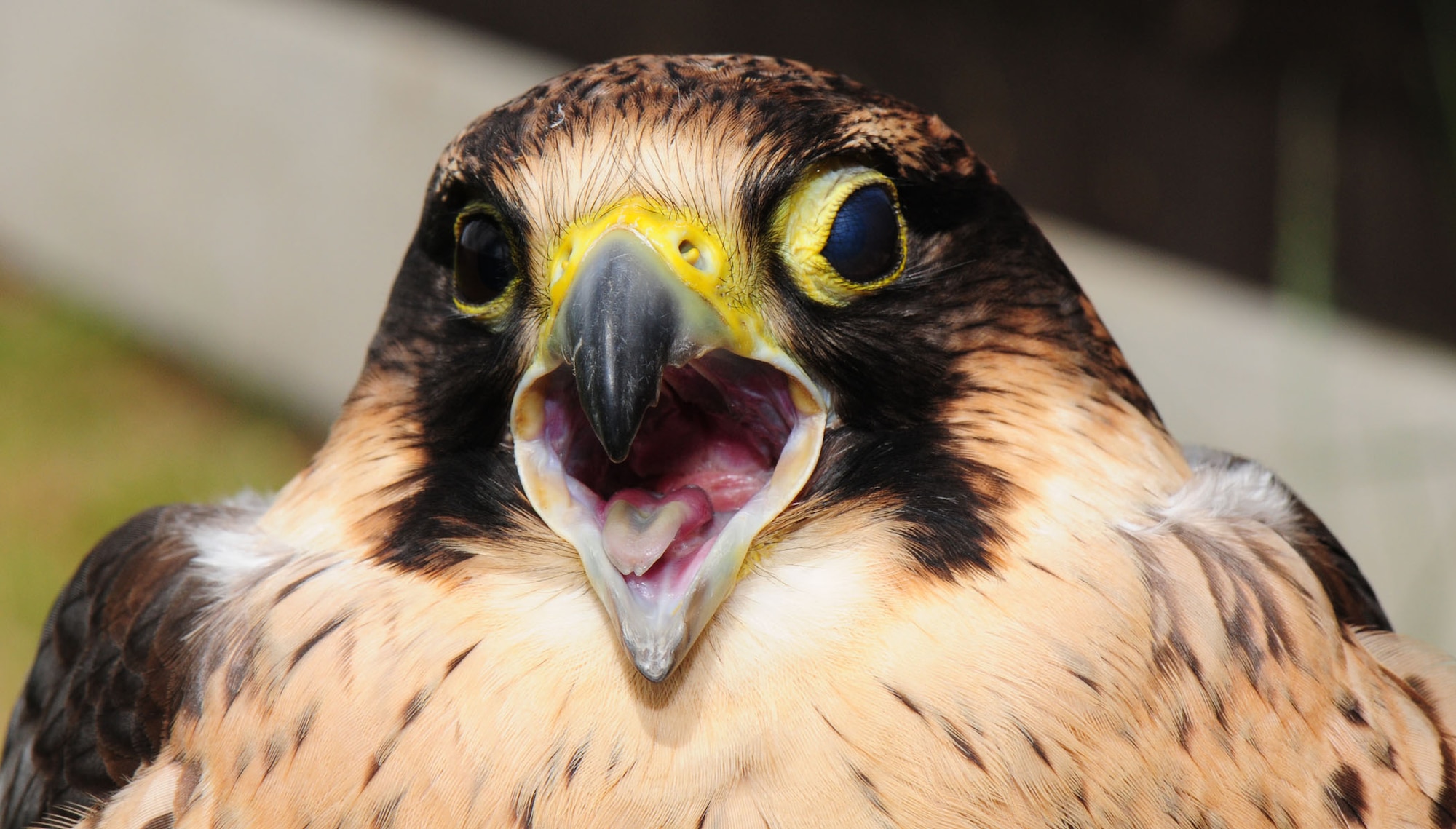 Flora, a Peregrine/Lanner-cross falcon with a very loud screech, is one of the birds of prey regularly patrolling RAF Mildenhall's flightline to keep it clear of birds such as rooks and starlings. Owned by Alan Marenghi, she can reach diving speeds of up to 200 mph. (U.S. Air Force photo by Karen Abeyasekere)