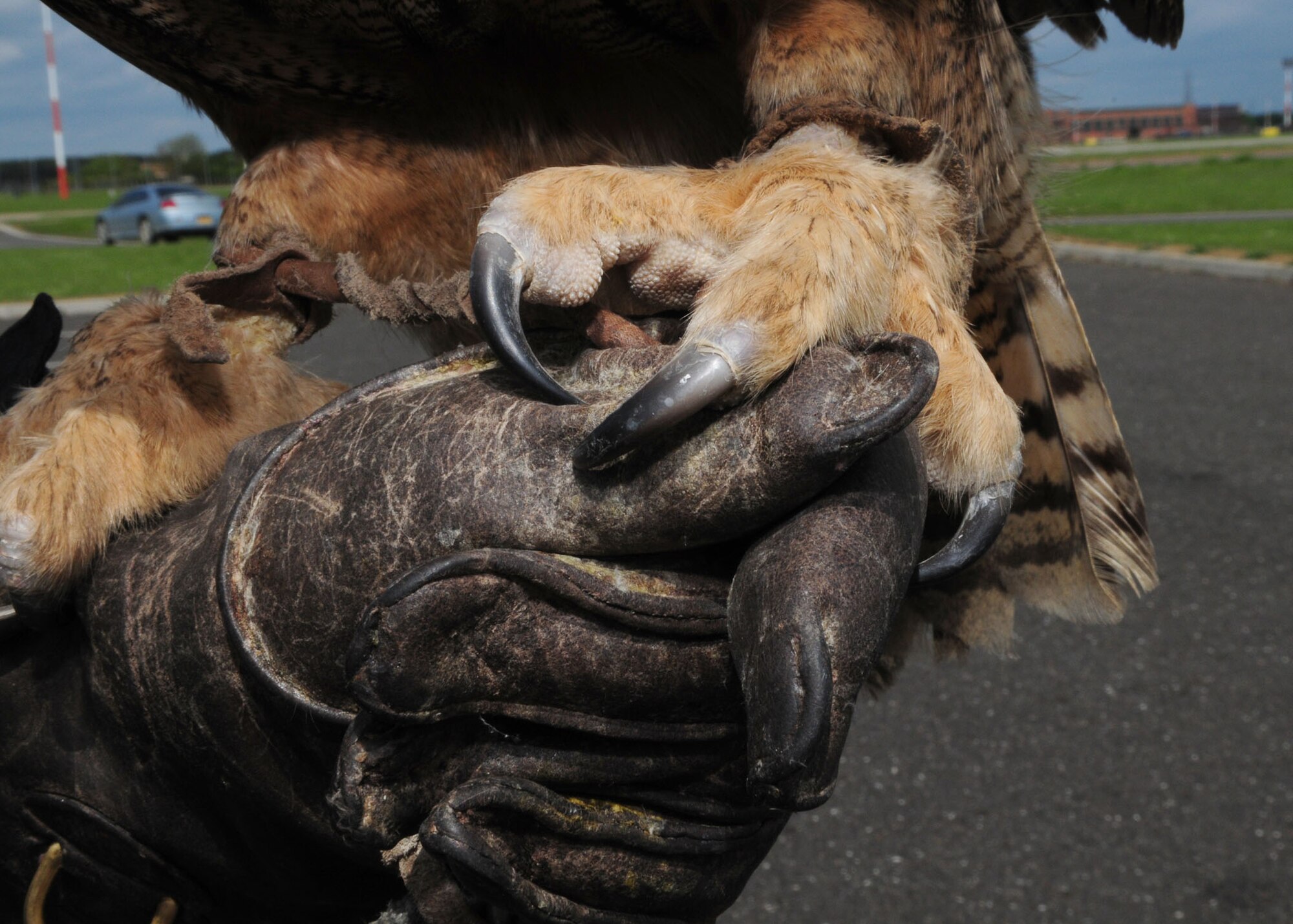 Twinkle the owl has huge, sharp claws which she uses to scare off or grab her prey. Working mainly at night, Twinkle works mainly at RAF Lakenheath, keeping the runways clear of birds trying to roost there. (U.S. Air Force photo by Karen Abeyasekere)
