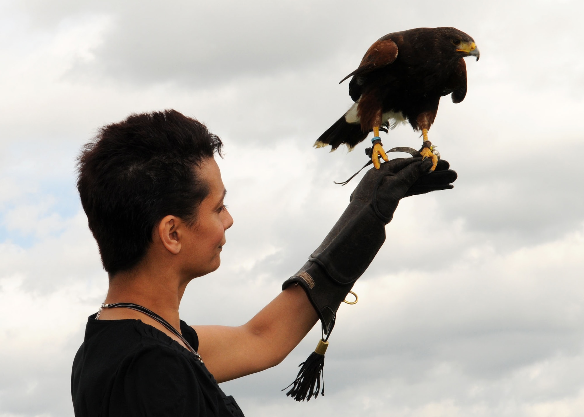 Karen Abeyasekere, 100th Air Refueling Wing Public Affairs, holds Lancaster, a Harris hawk, on her leather-gloved hand. After flying from the hand of his owner, Keith Mutton, to a spot some distance away, Lancaster flew and swooped onto Karen's hand after Keith blew a whistle. The birds are trained to return to the handler at the sound of the whistle, and are immediately given food as a reward. Hawks are usually used to scare birds in confined spaces, such as aircraft hangars, as they are slower than falcons, which couldn't stop fast enough as they flight at such great speed. (U.S. Air Force photo by Staff Sgt. Jerry Fleshman)