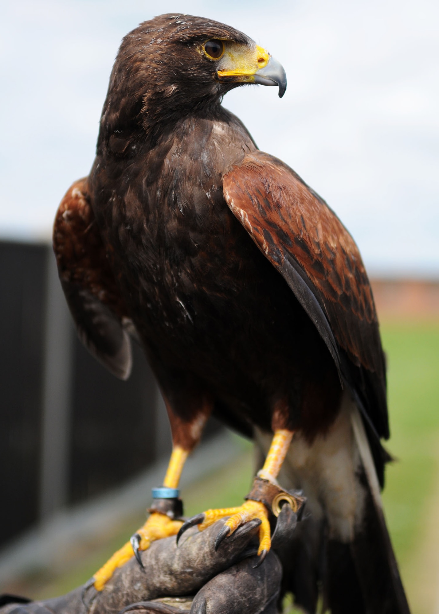 Lancaster, a Harris hawk, is one of many different birds of prey owned by Keith Mutton, owner of Phoenix Bird Control, used to patrol the RAF Mildenhall flightline to disperse nuisance birds. The birds of prey play a vital role to the base; they help prevent birdstrikes, thus drastically reducing the risk of damage to, or loss of aircraft. (U.S. Air Force photo by Staff Sgt. Jerry Fleshman)