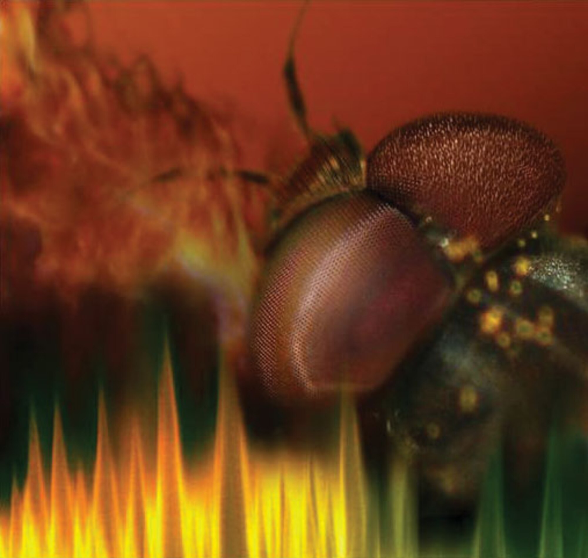 AFRL funds academic researchers to build upon the antireflective properties of moth eyes in order to make better protective skins for unmanned air vehicles.  National Taiwan University’s Prof Li-Chyong Chen has produced an antireflective nanostructure surface using arrayed silicon nanotips (photo courtesy of Prof Chen).