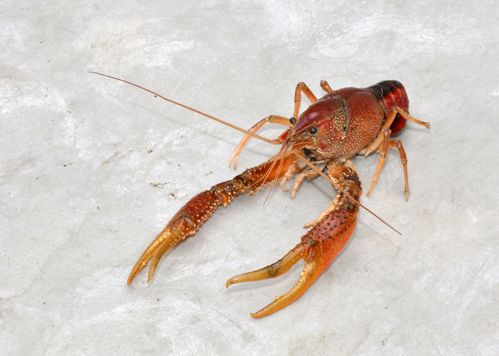 Big “Crawdaddy” assumes the “take no prisoners” defensive posture at a crawfish luncheon for 917th Wing Airmen at Barksdale Air Force Base, La., June 10, 2009. The luncheon was sponsored by Boyd Parker and the Shreveport Rubber and Gasket Company in “appreciation for what Barksdale Air Force Base does for the freedom we enjoy.” (U.S. Air Force photo/Tech. Sgt. Jeff Walston)  