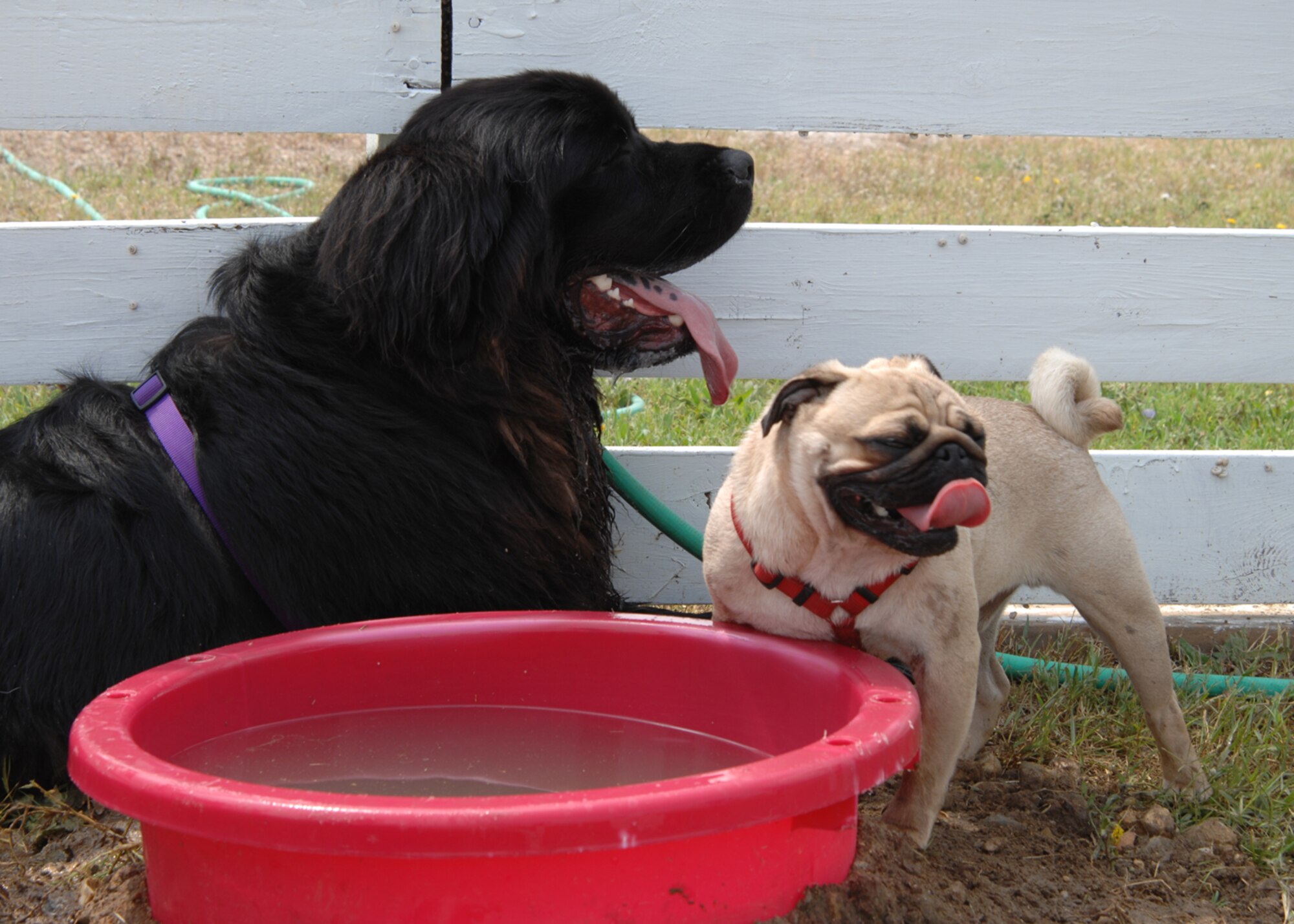Bella, a Newfoundland, and Achille, a pug, both owned by Staff Sgt. David Waters of the 728th Air Mobility Squadron, take a rest after playing with the other dogs at Incirlik's Dog Patch dog park Saturday, June 13, 2009.  Dog Patch is a private organization run by volunteers to offer a space for all dogs on base to run free in a confined area. The volunteers organized fundraisers, collected donations of materials and worked numerous weekends to make the park people and dog friendly. Park hours are from sunrise to sunset and require all dogs to be supervised by the owner and fully vaccinated. (U.S. Air Force photo/Staff Sgt. Lauren Padden)