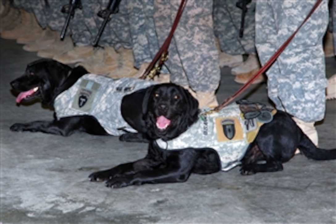 U.S. Army Sgt. 1st Class Boe, left, and Sgt. 1st Class Budge wait to be released from formation  on Pope Air Force Base, N.C., after returning from a 15-month deployment to Iraq, June 12, 2009. The dogs are assigned to the 528th Combat Stress Control, 44th Medical Command.