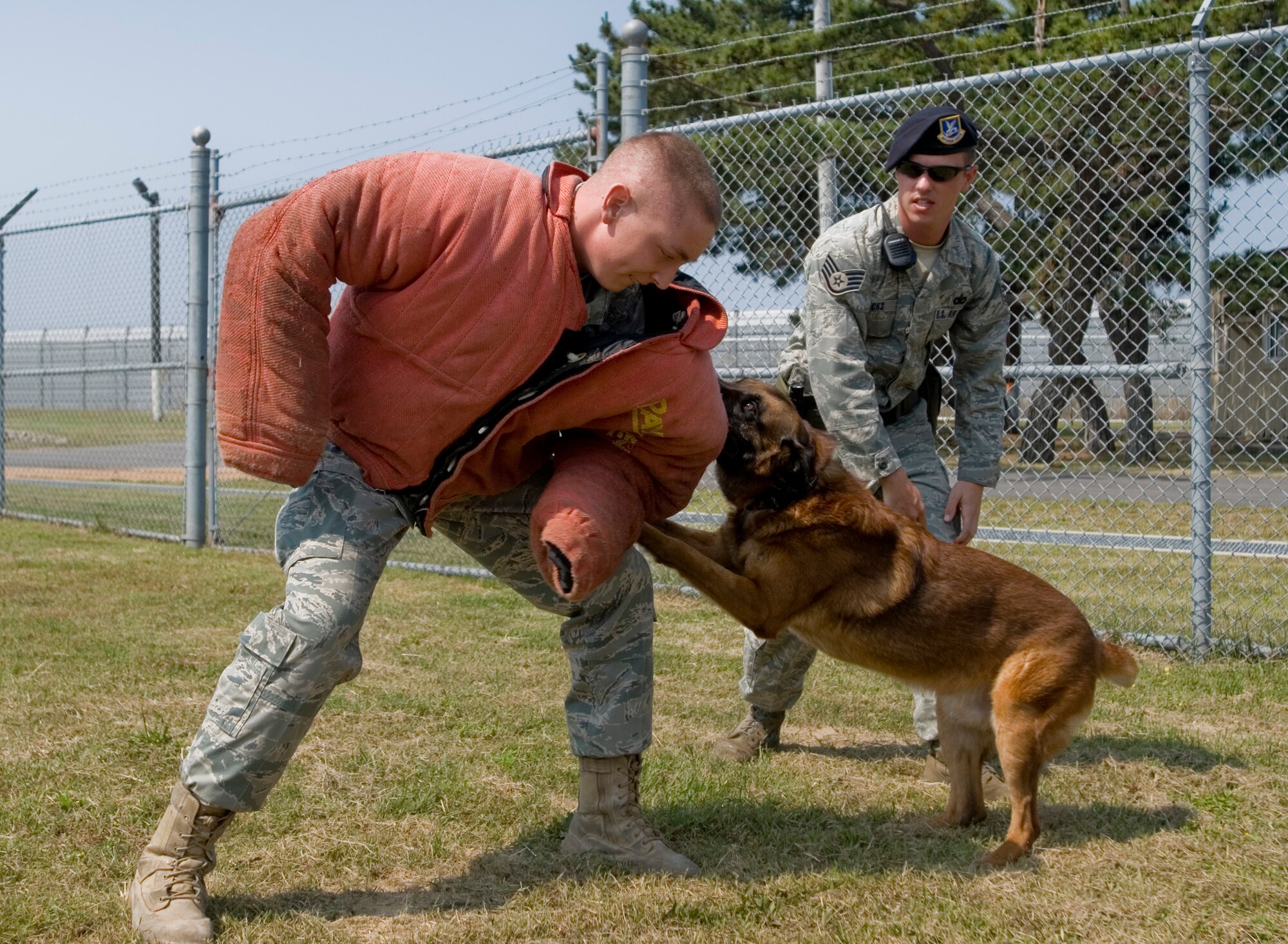 KUNSAN AIR BASE, Republic of Korea -- Staff Sgt. Joshua Hicks, 8th Security Forces Squadron, watches military working dog Rico rip apart the simulated assailant during patrol training June 16. Sergeant Hicks originally from Sault Ste. Marie MI, works with Rico on his patrol and obedience training every morning prior to their patrol. (U.S. Air Force photo by Senior Airman Jonathan Steffen)