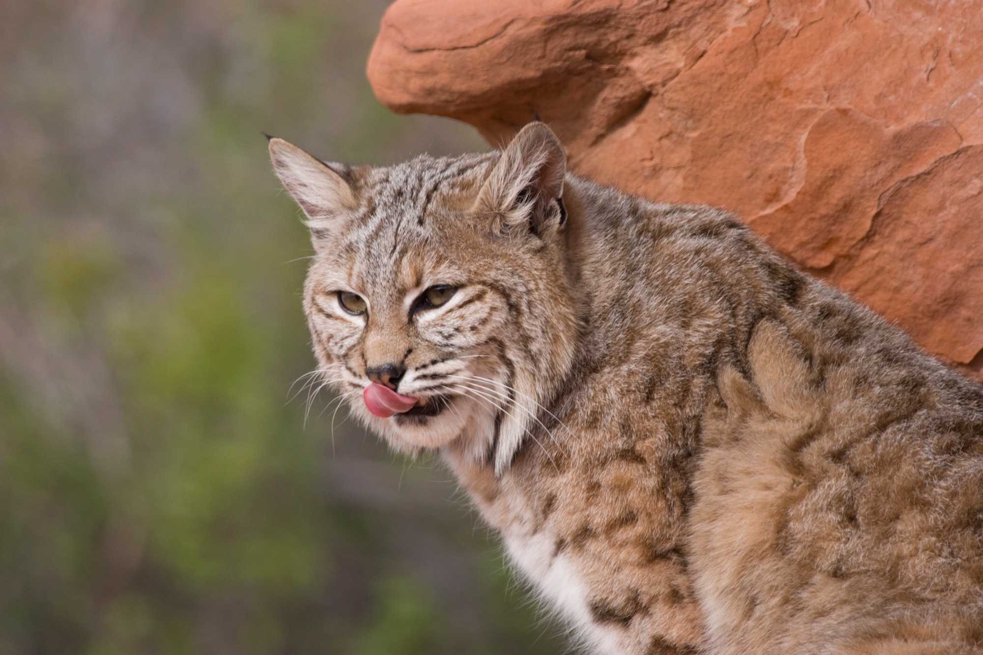 A bobcat, similar to the ones inhabiting Edwards licks its lips. Officials say bobcats roam base housing, gathering food. They choose base housing because residents have taught them that's where the food is. It is unlikely a coyote or bobcat will attack, they will however, defend themselves. (Courtesy photo)