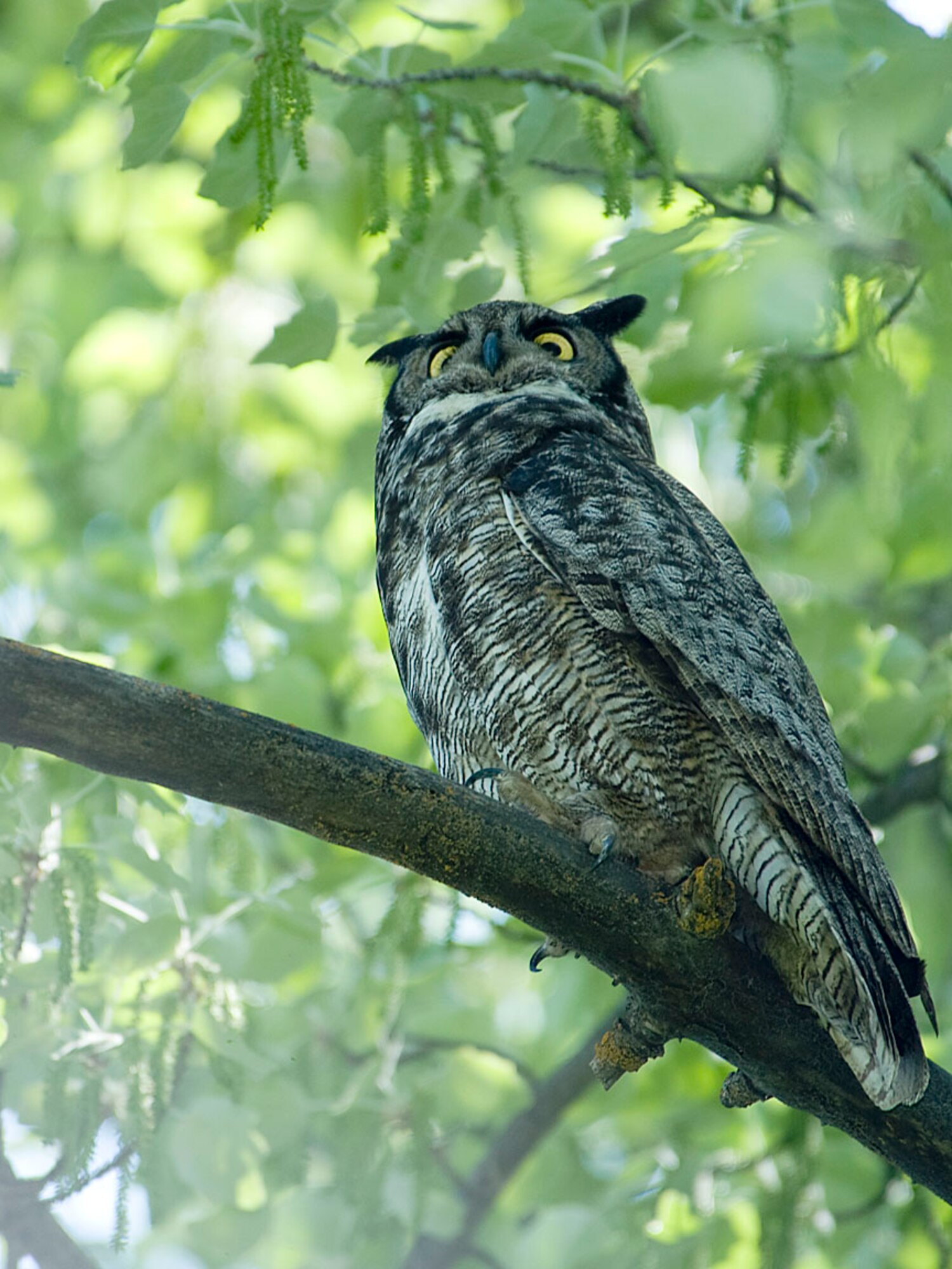 FAIRCHILD AIR FORCE BASE, Wash. – An owl sits atop a tree branch by the base chapel building June 10.  Photographing an owl in the daytime is rare due to the fact most owls are nocturnal. (U.S. Air Force photo / Staff Sgt. JT May III)  