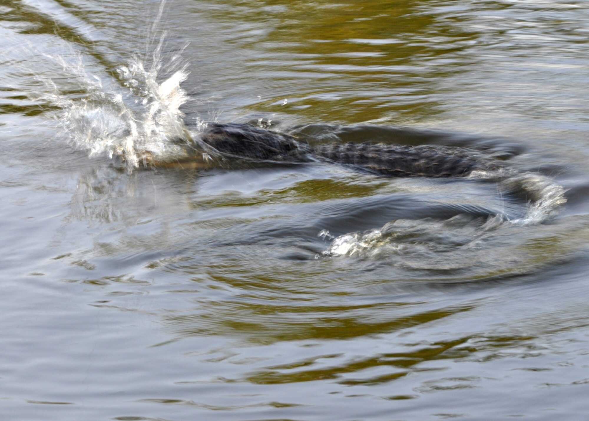 A 5-foot alligator becomes a water hazard for Master Sgt. Greg Steele, 47th Fighter Squadron, visual information technician, at Flag Lake on the East Reservation of Barksdale Air Force Base, La., June 13, 2009. In Louisiana, the term “avoiding water hazards” doesn’t always apply to a golf course. When the alligator took a liking to his top-water bait, Sergeant Steele made the prudent decision to move down the bank to another fishing spot. Sergeant Steele is an Air Reserve Technician with the 47th FS. (Courtesy photo)