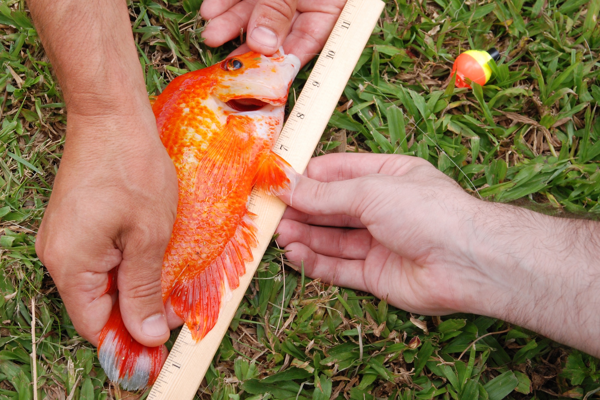 KANEOHE, Hawaii -- Volunteers measure a fish caught during the 10th Annual Keiki Fishing Tournament June 10 at the Ho'omaluhia Botanical Gardens. More than 170 children and their familes were treated to lunch and a Polynesian Culture Center demonstration before the fishing tournament began. The keiki caught a record-setting 449 fish at the tenth annual tournament. (U.S. Air Force photo/Staff Sgt. Mike Meares)   
