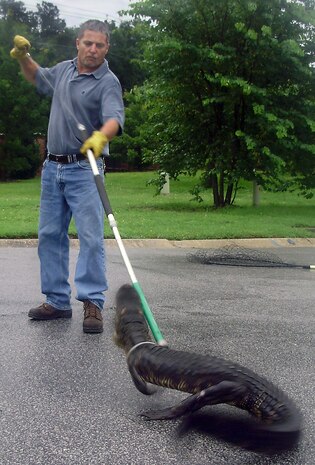 Anthony Mincey uses an animal control pole to restrain an alligator in Hunley Park base housing June 19. The alligator was caught and released into swamplands beyond the Building 2000 area on base. Mr. Mincey is the entomology shop foreman with the 437th Civil Engineer Squadron. (U.S. Air Force photo/Senior Airman Melvin Penaflorida)
